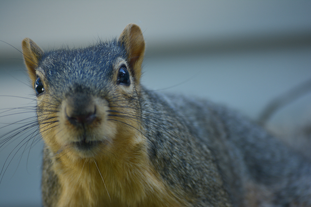 Good Day, Mr. Squirrel