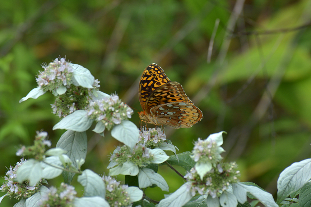 Great Spangled Fritillary on Hoary Mountain Mint