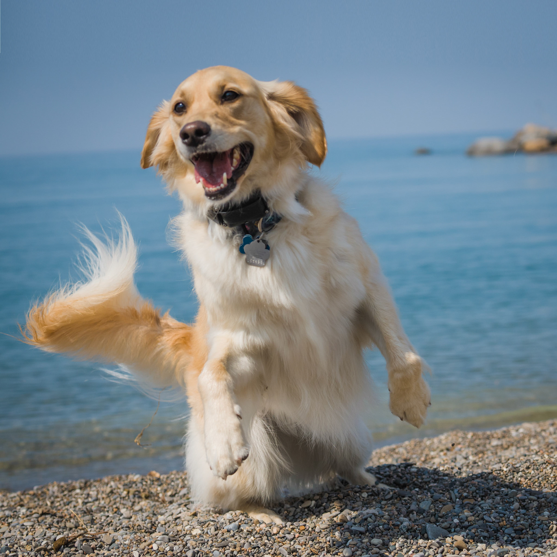 Dogs of Lora Bay