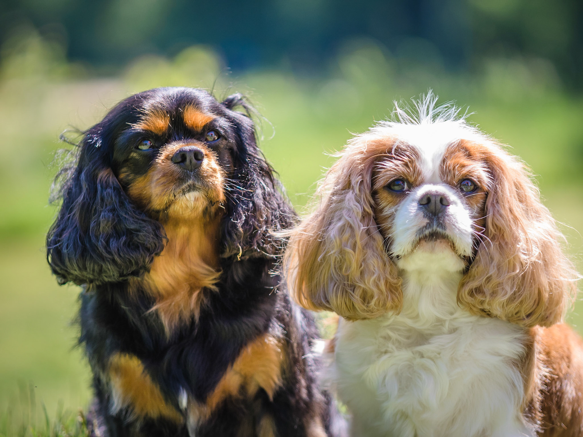 Dogs of Lora Bay