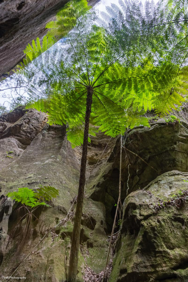 Carnarvon Gorge