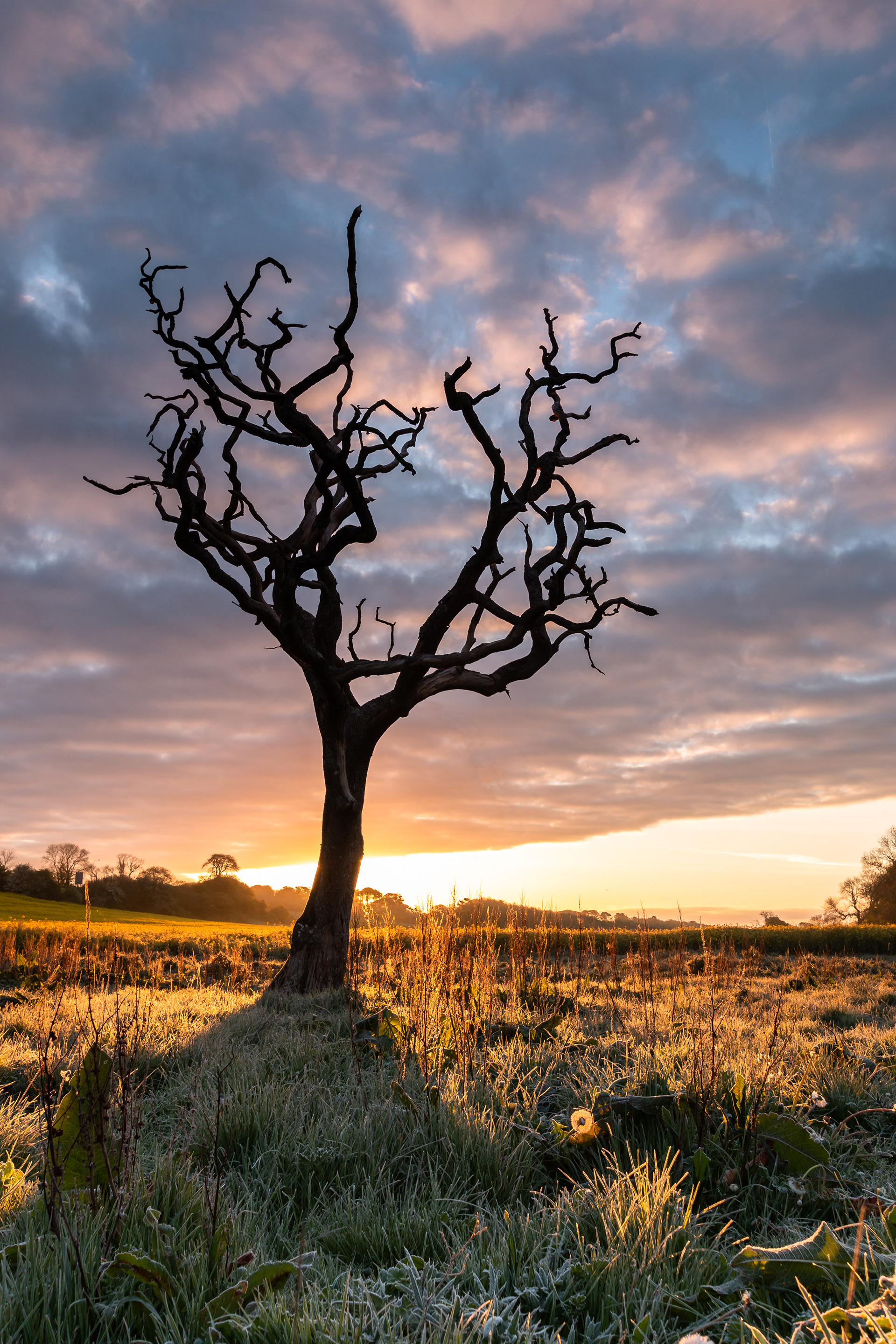 Pentre Meyrick Tree Sunrise 6