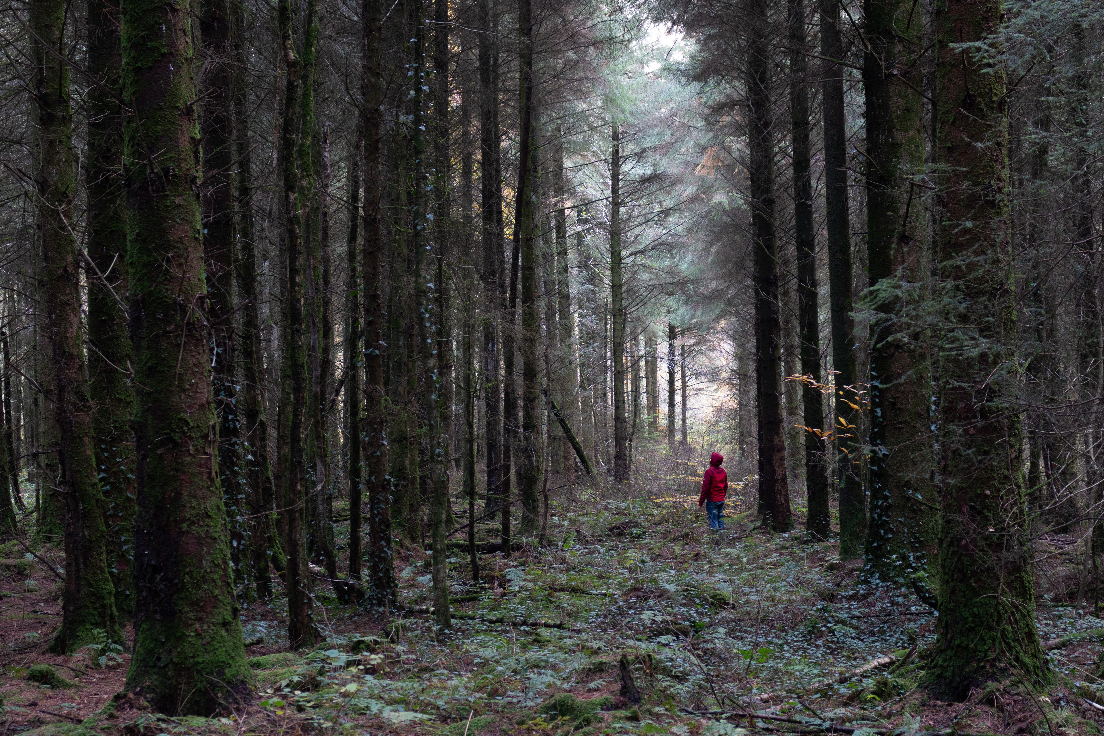 Hensol Woods Clearing