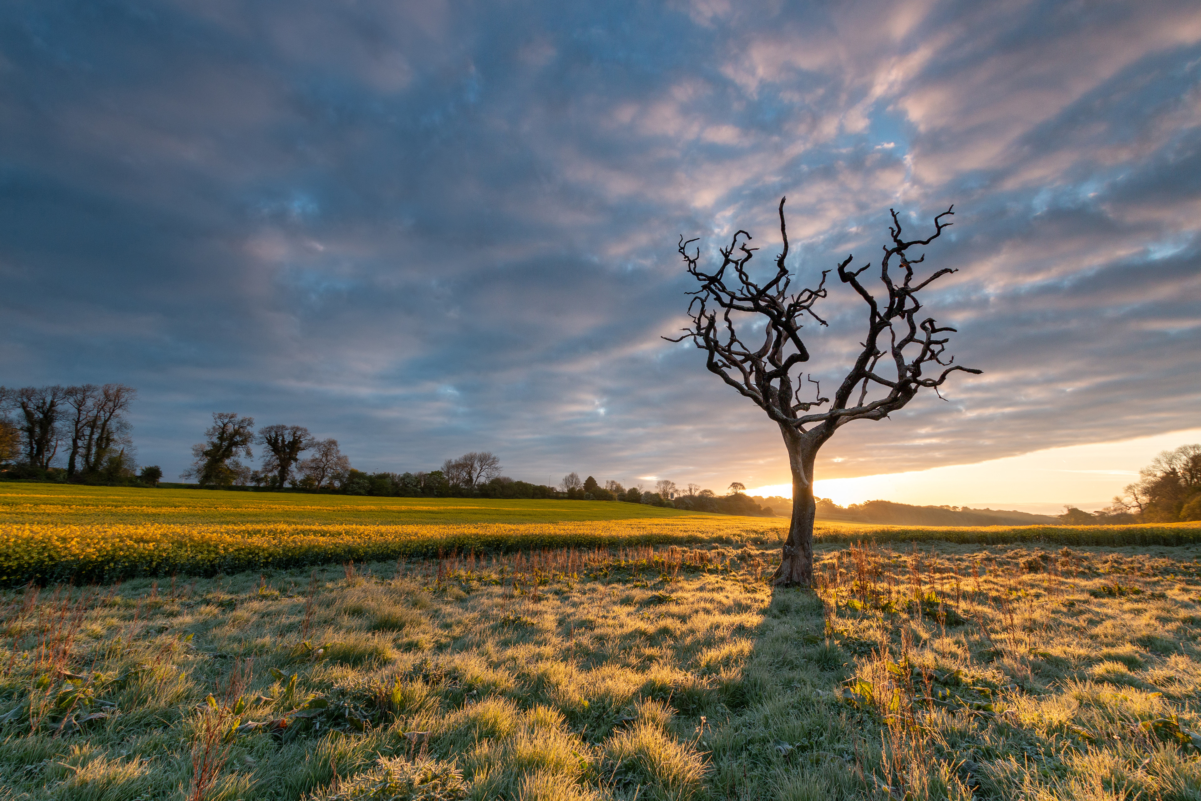 Pentre Meyrick Tree Sunrise 4