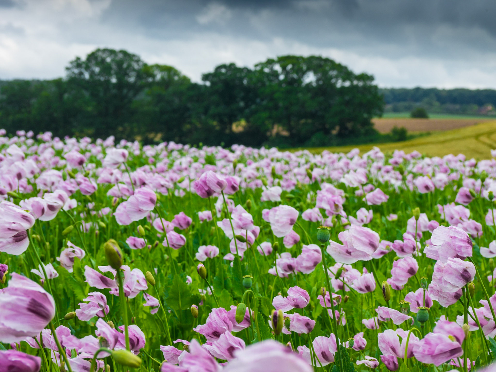 opium poppies (Papaver somniferum)