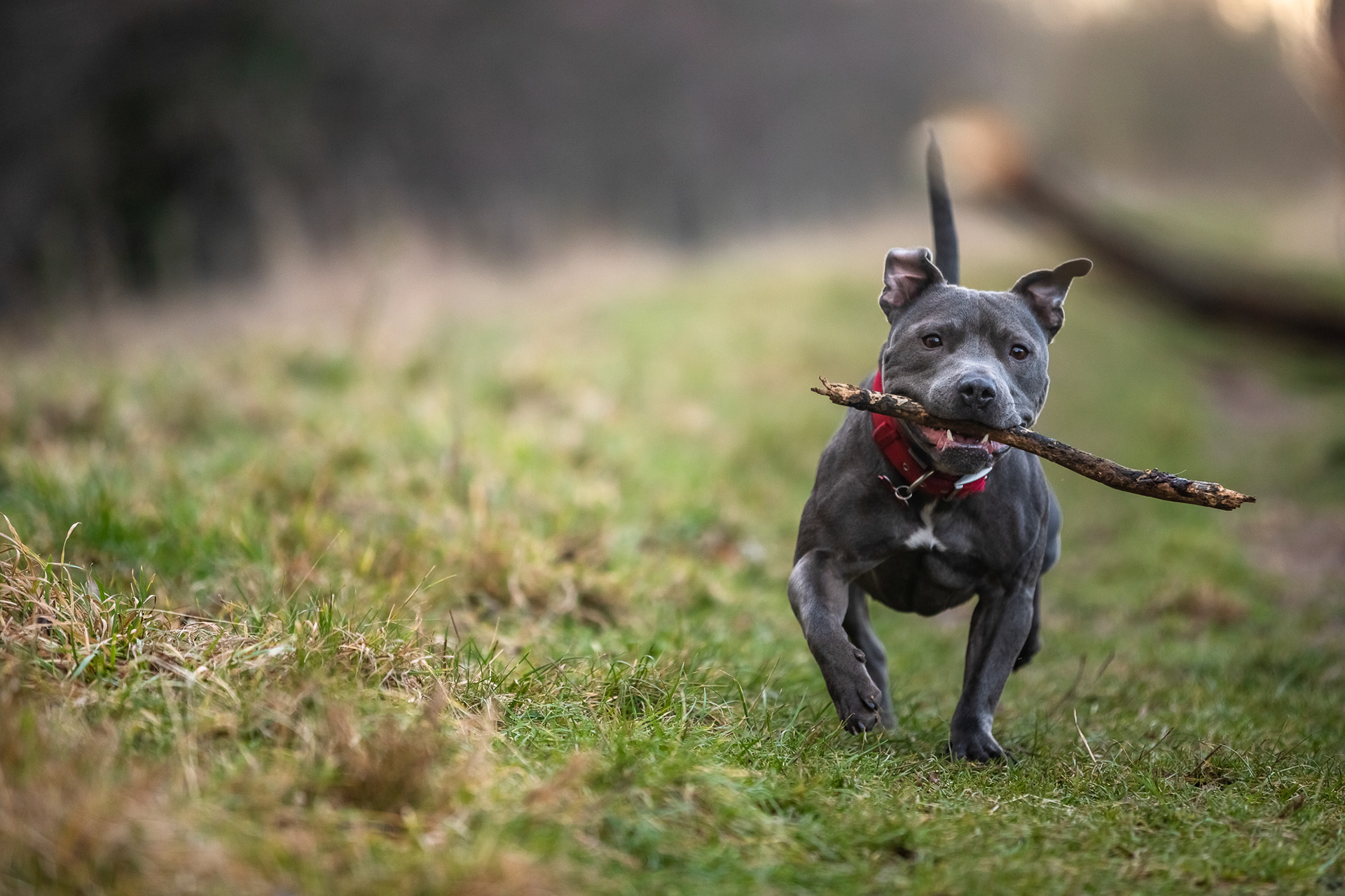 staffy-trotting-towards-with-stick