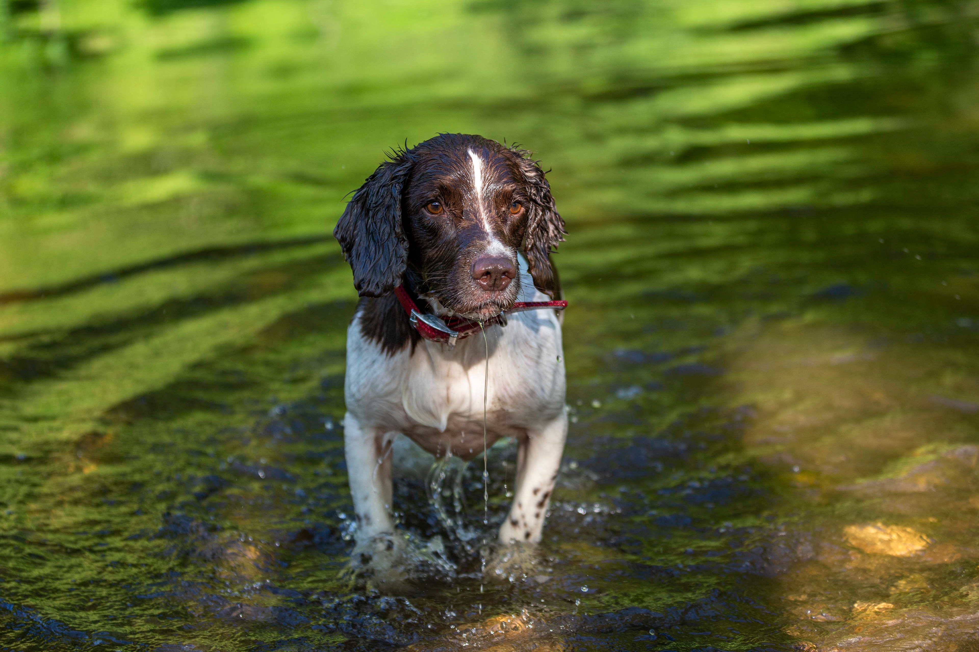 Springer spaniel stands in river in bright evening light