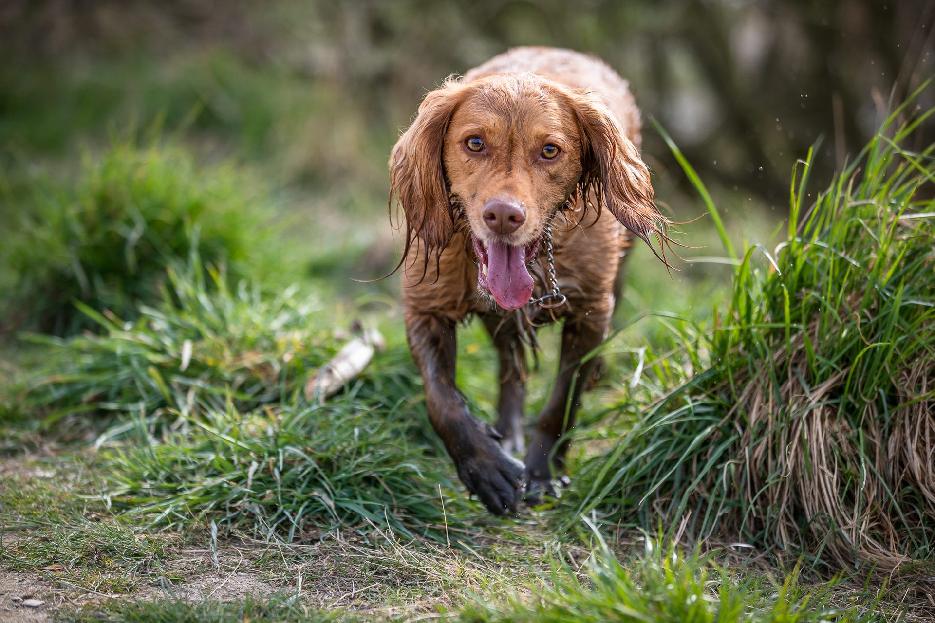 red-working-cocker-spaniel-muddy