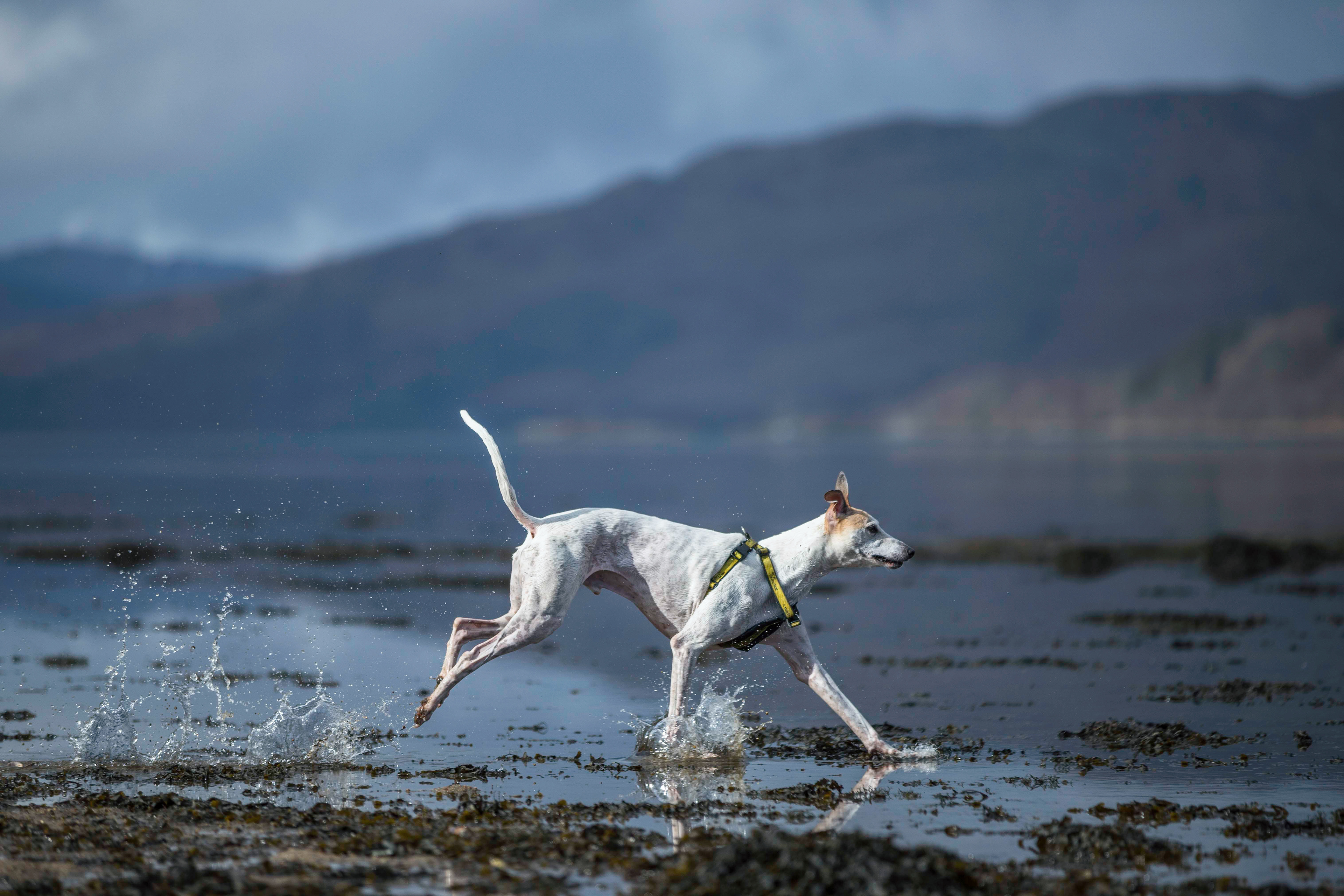 Lurcher struts though water