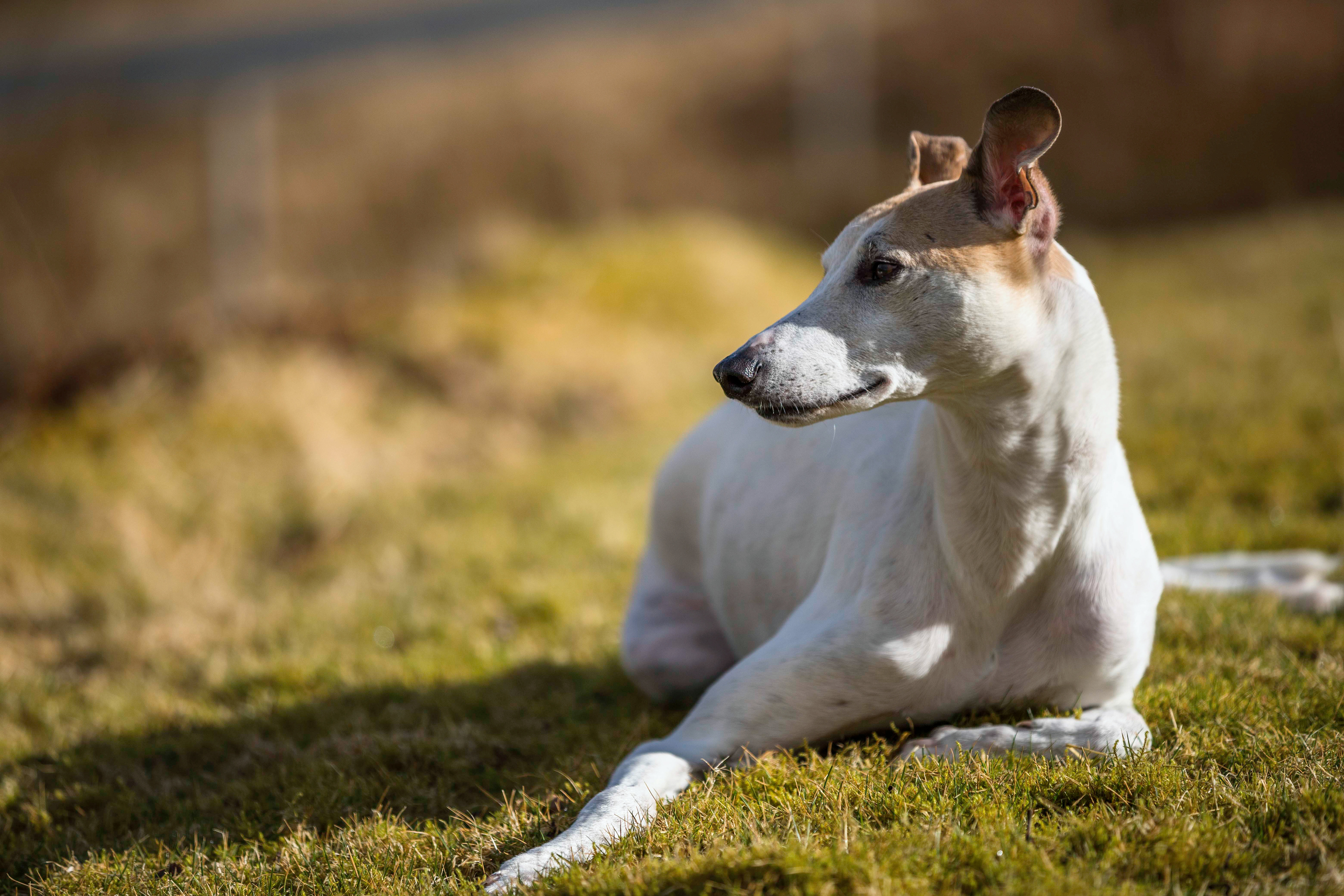 Lurcher looking off to side