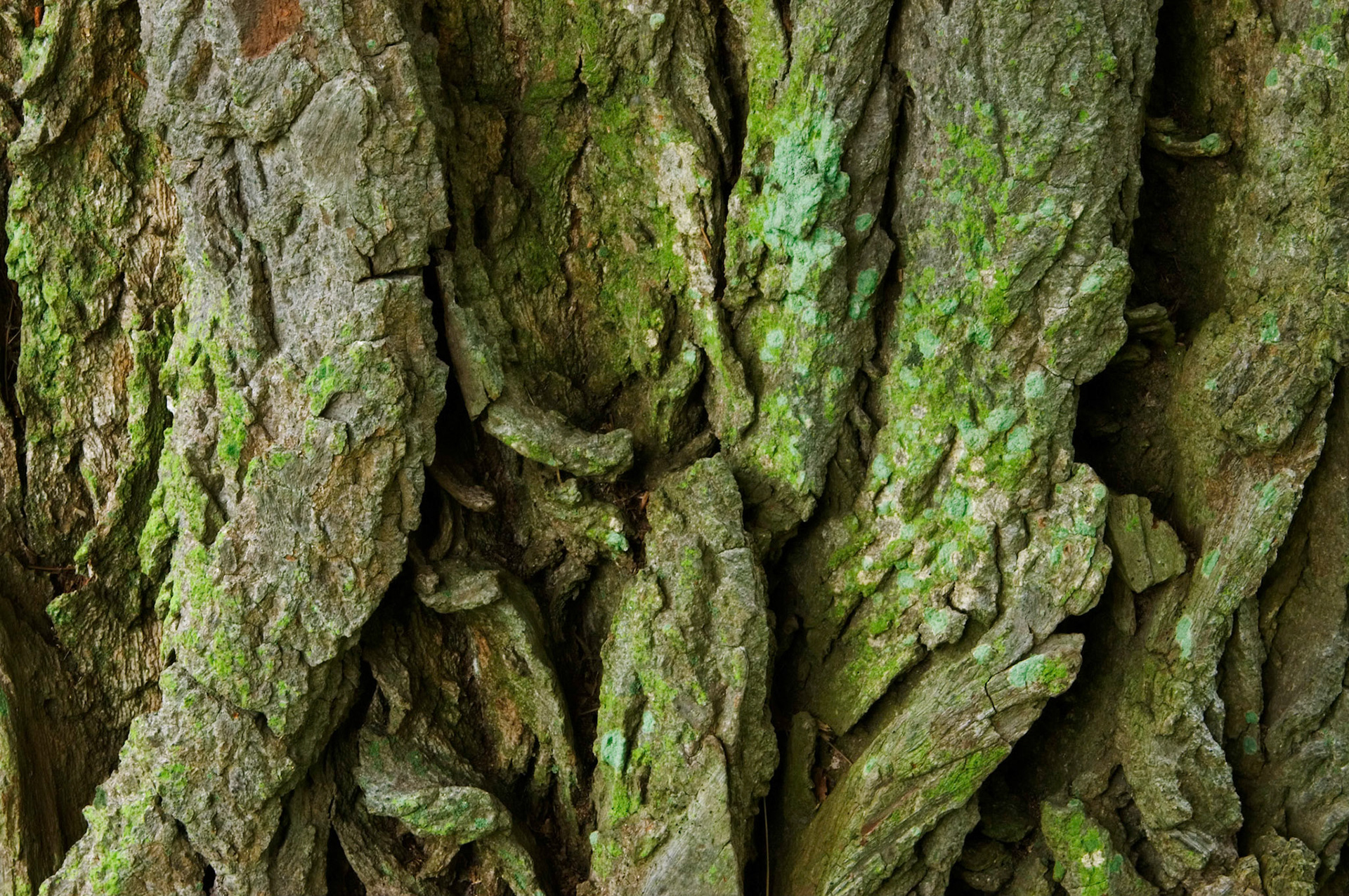 Thick tree bark in the Lyndon B. Johnson Memorial Grove in Arlington VA.
