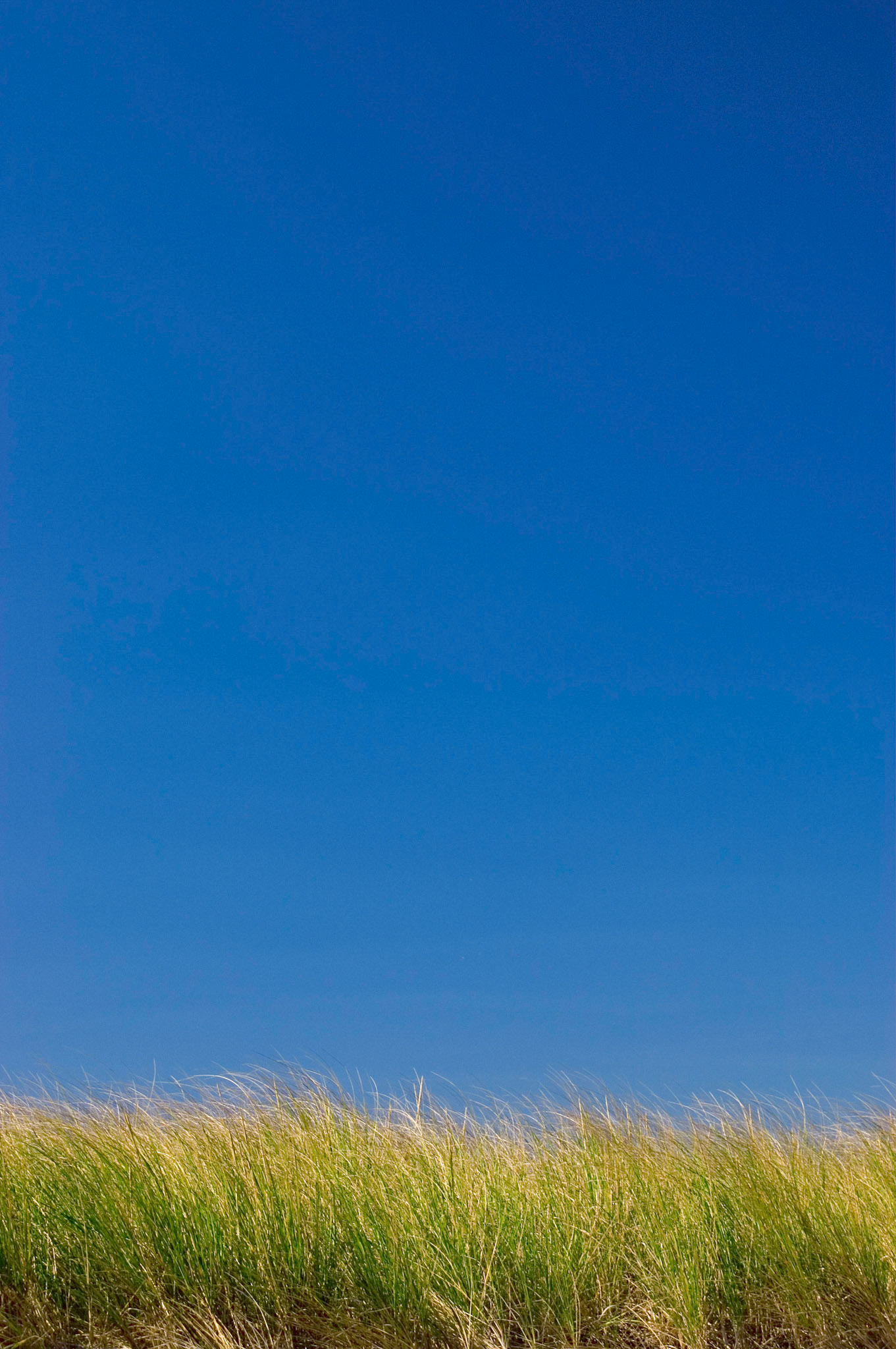 The grass of the sand dunes against a blue sky at Assateague Island National Seashore in Maryland.