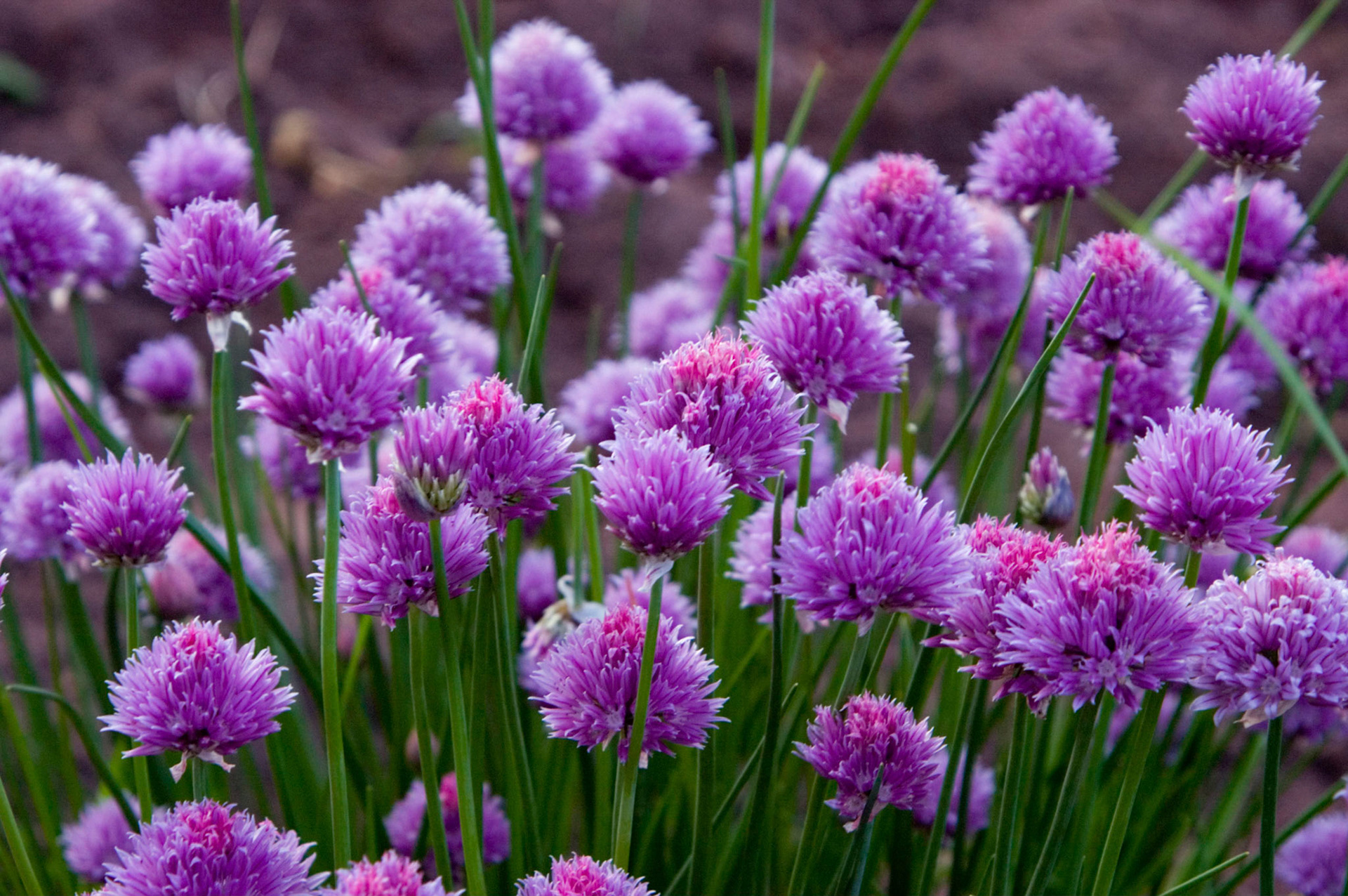 Chive flowers (Allium schoenoprasum) grow in the garden at the Sites Homestead in the Seneca Rocks National Recreation Area in West Virginia.