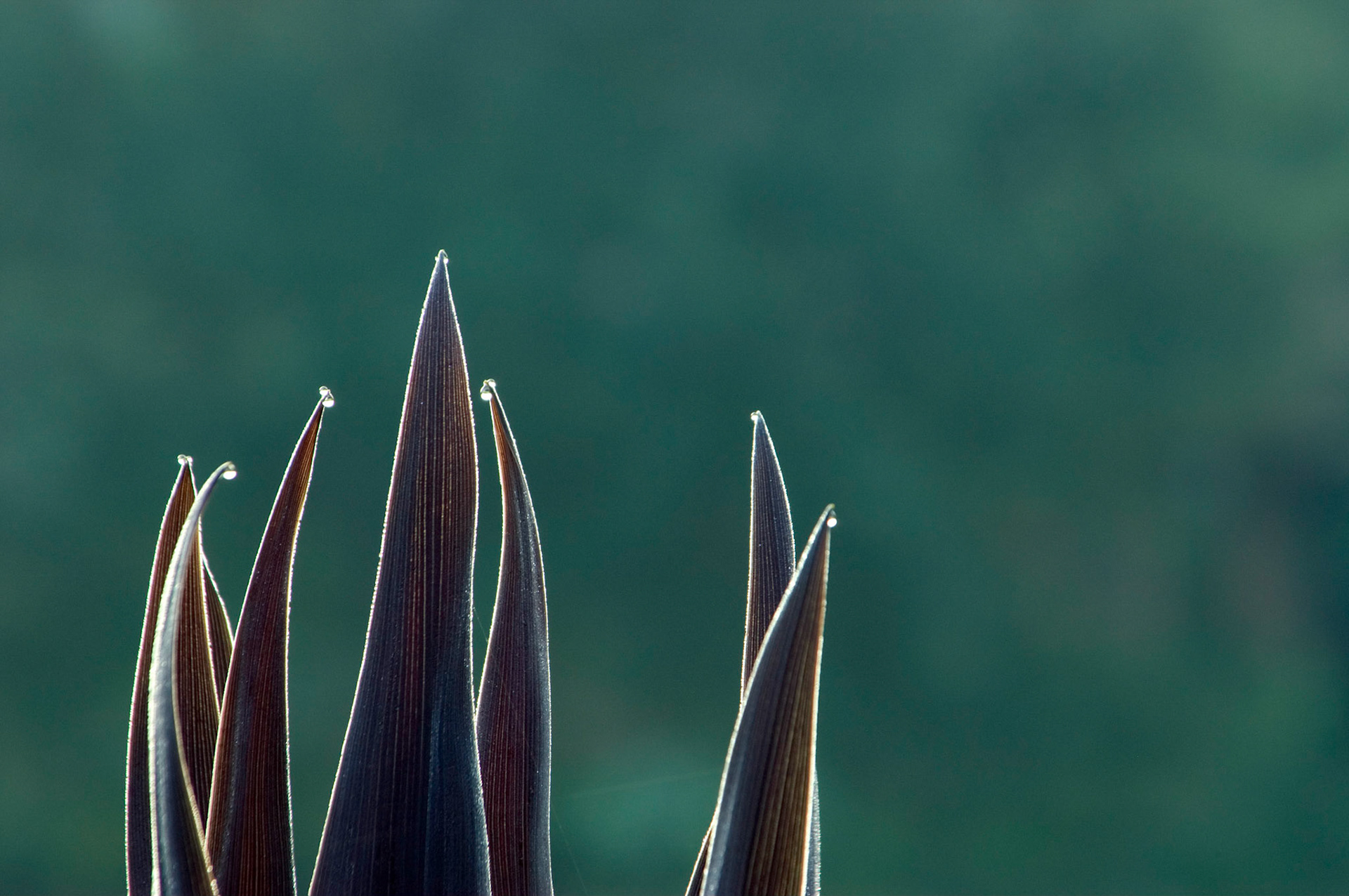The dew collects on the points of a cabbage palm (Cordyline australis 'red sensation') at Greenspring Gardens in Alexandria Virginia.