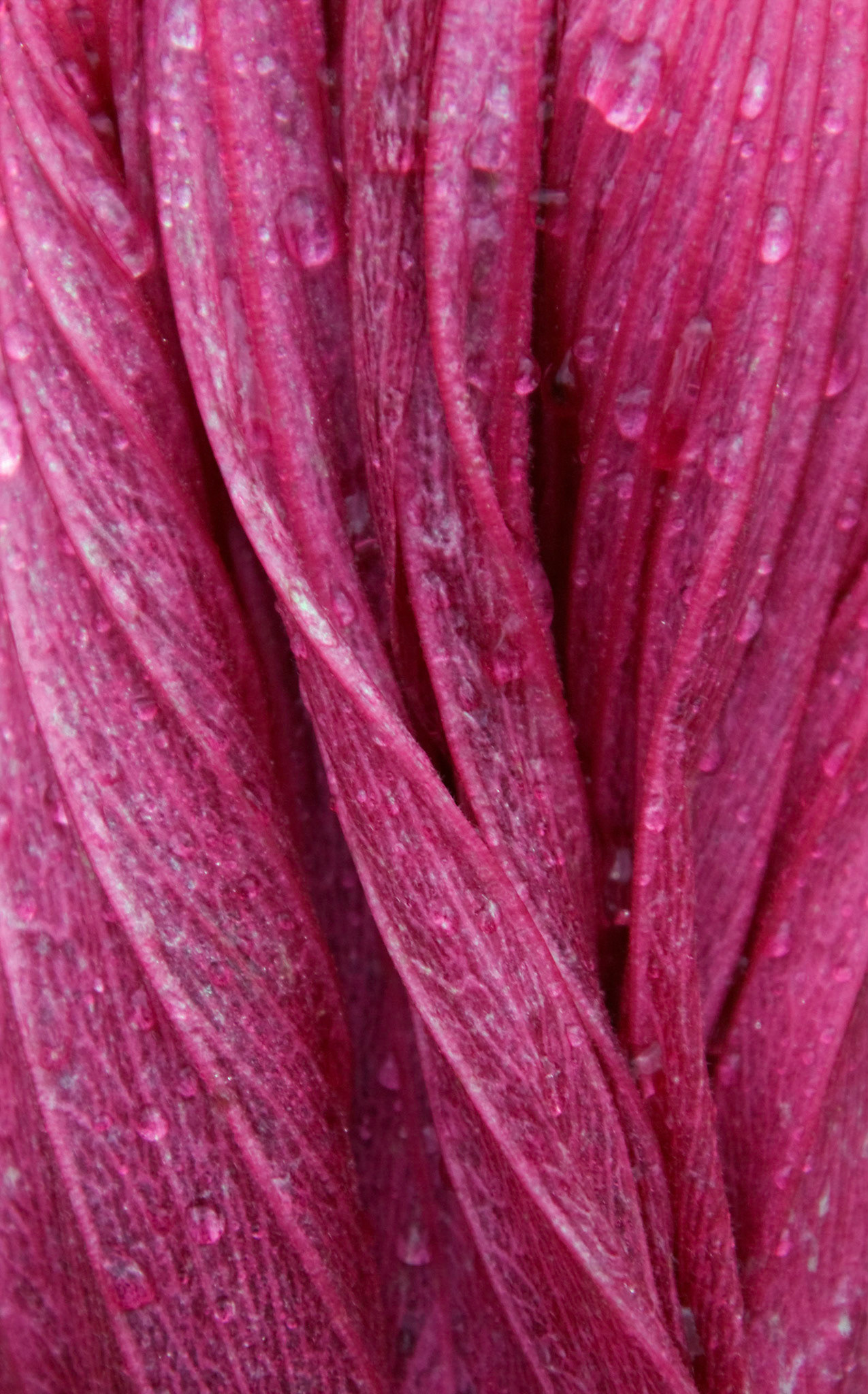 A spent hybrid hibiscus blossom droops in the rain at the San Antonio Botanical Garden in San Antonio Texas.