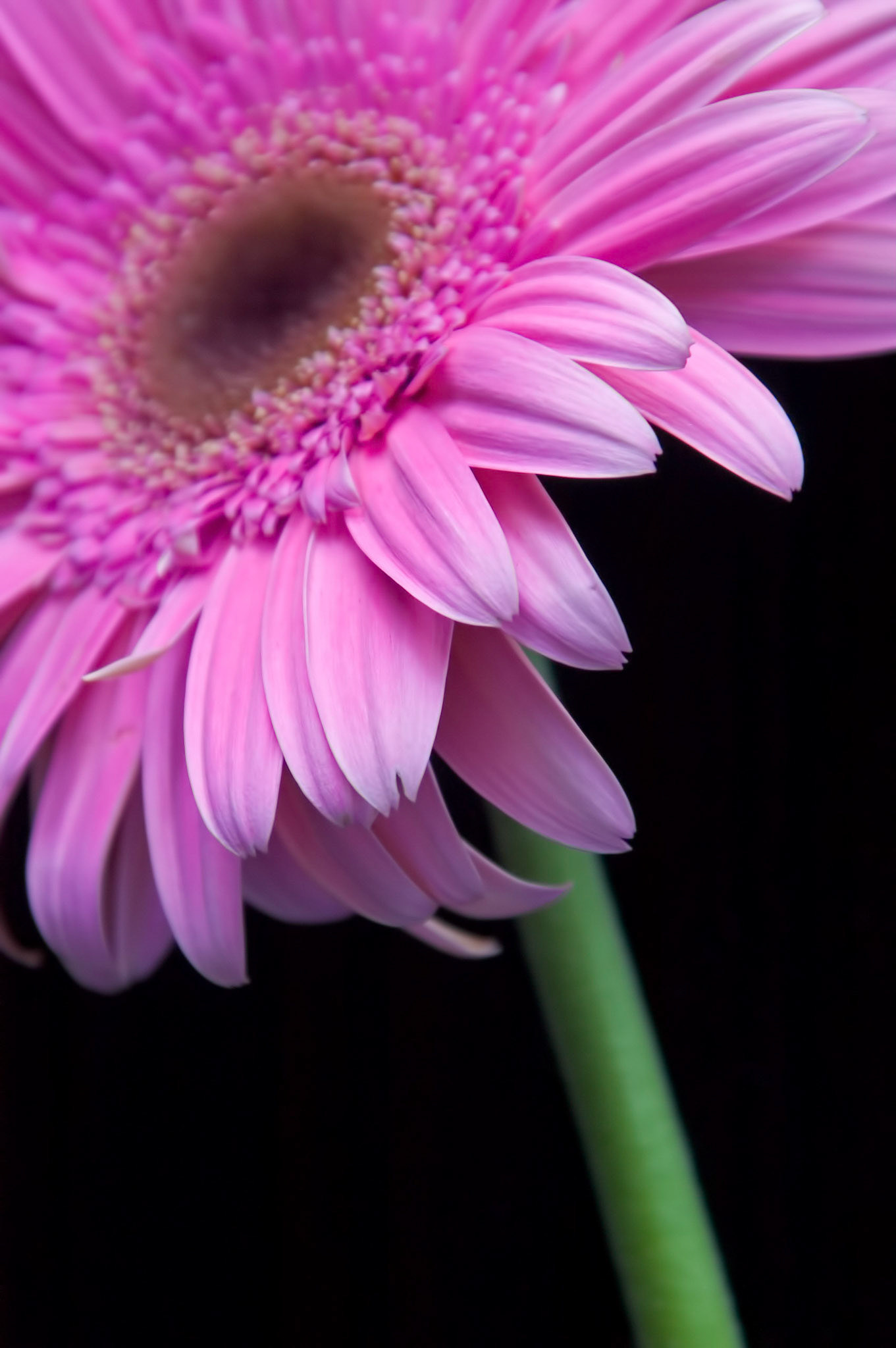 A pink gerbera daisy up close.