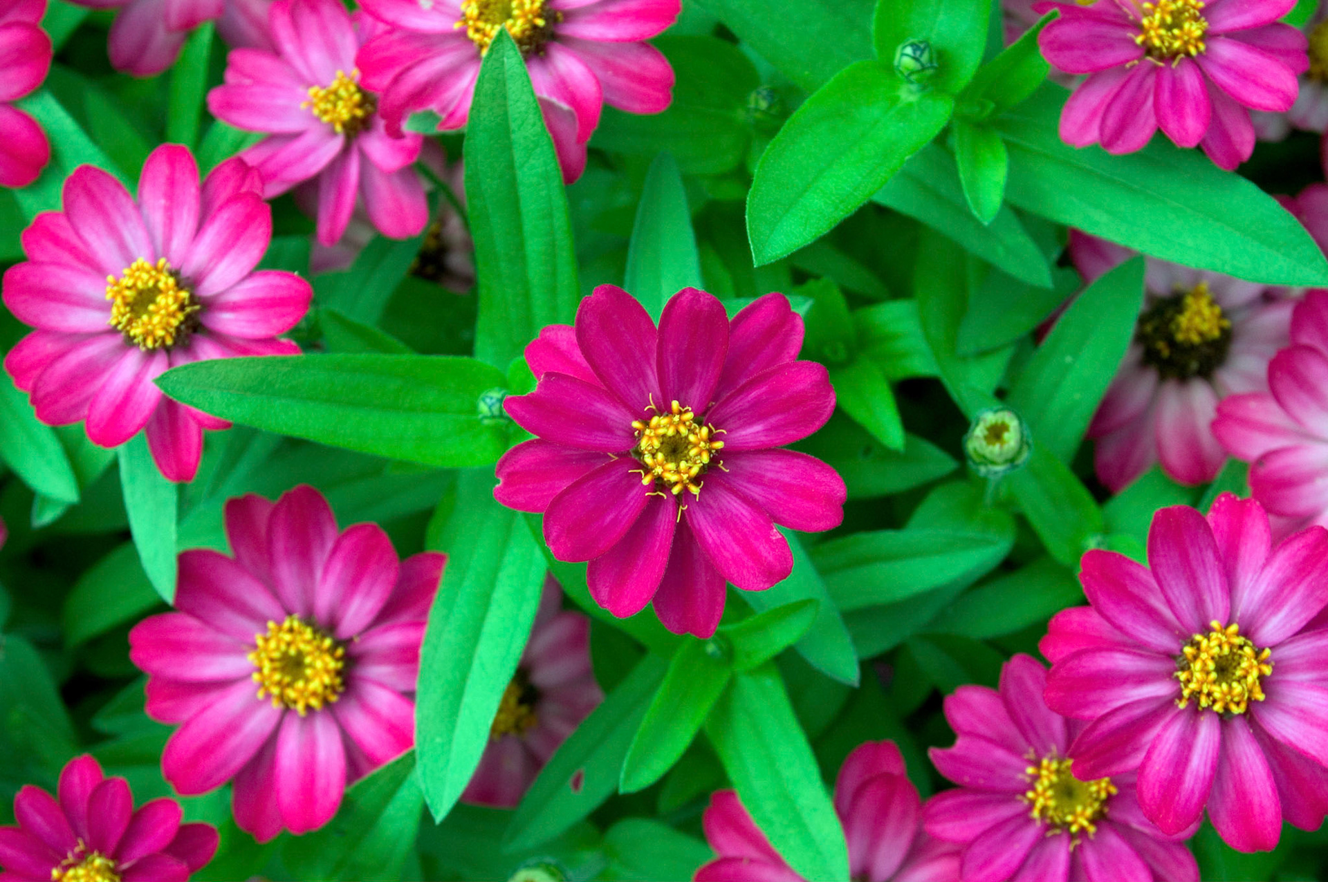 Pink Cherry Profusion zinnias bloom at the NY Botanical Garden in the Bronx.