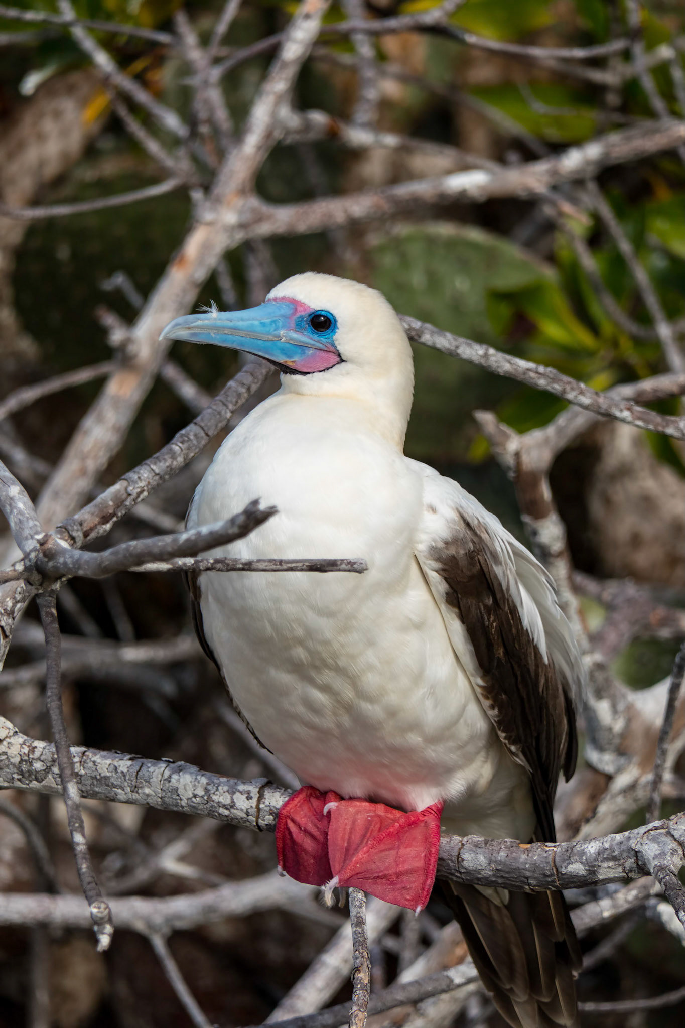 A white morph red-footed booby (Sula sula) perches in a tree on Genovesa Island in the Galapagos Islands of Ecuador.