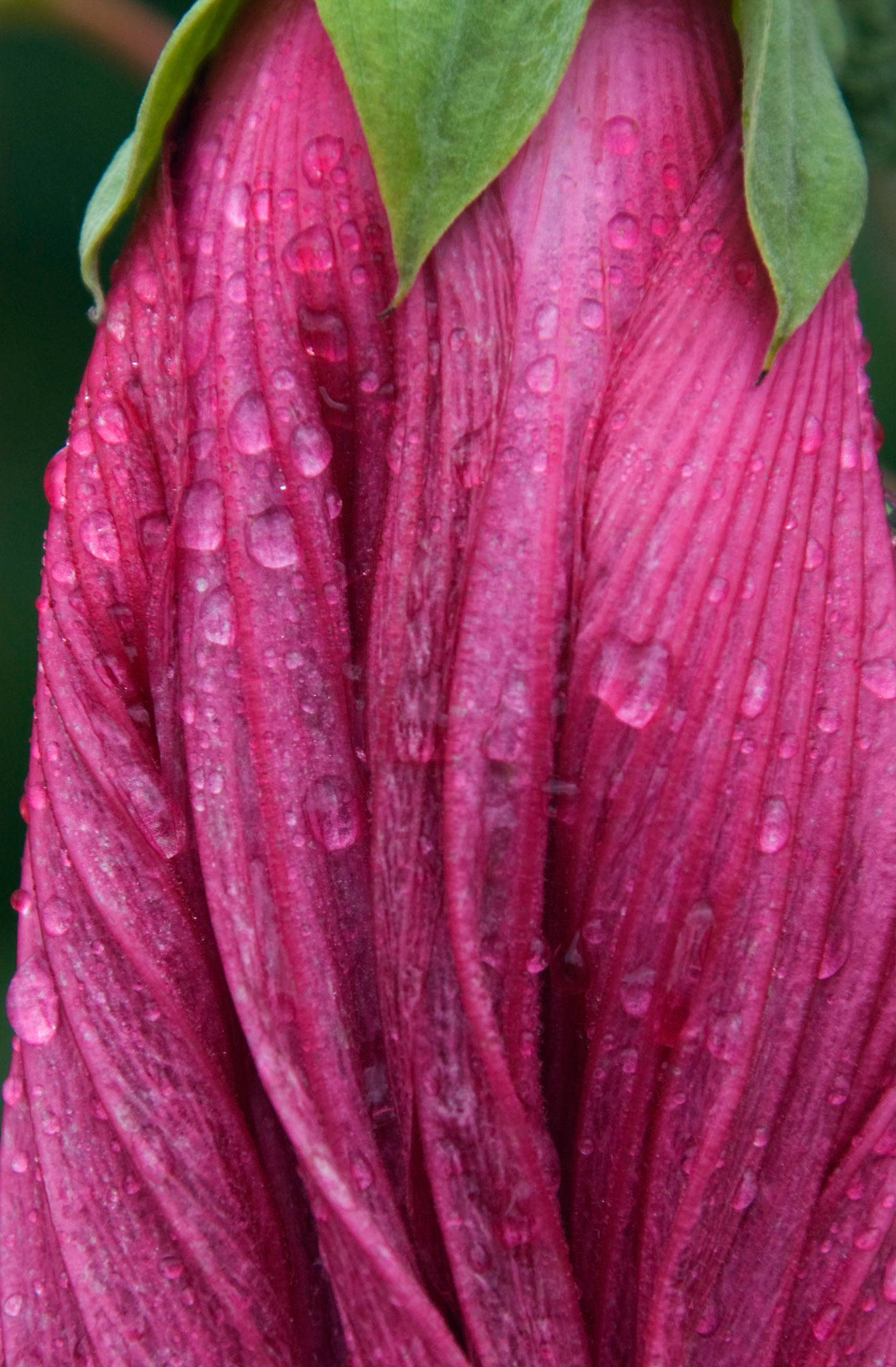 A spent hybrid hibiscus blossom droops in the rain at the San Antonio Botanical Garden in San Antonio Texas.