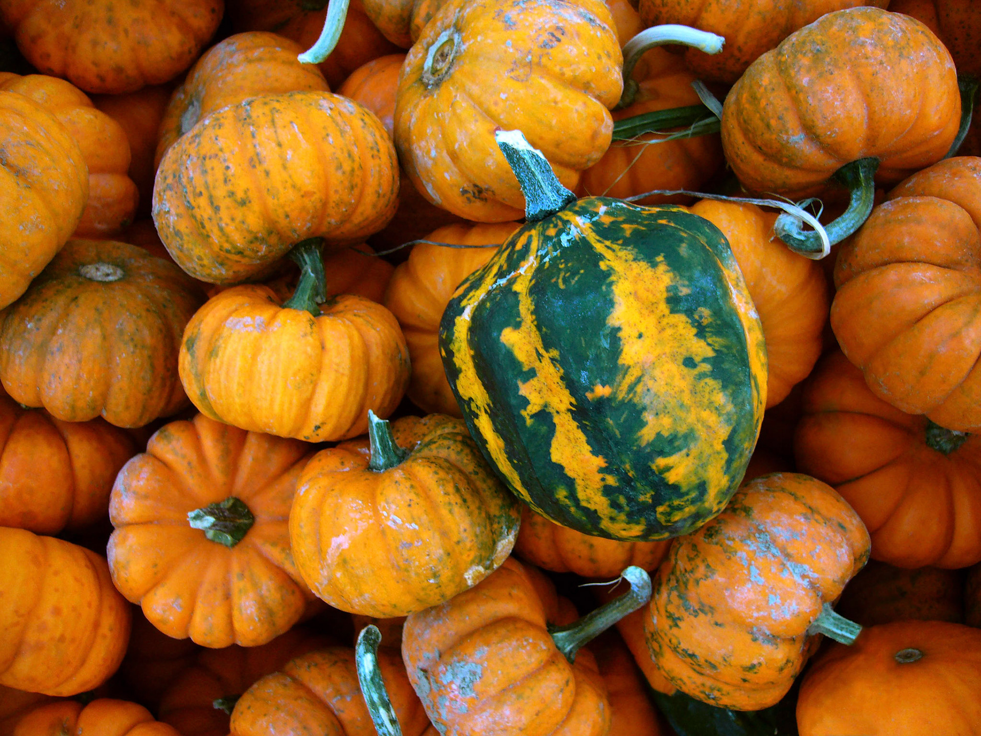 Strangely shaped gourds and squash at a stand in Arlington Virginia.