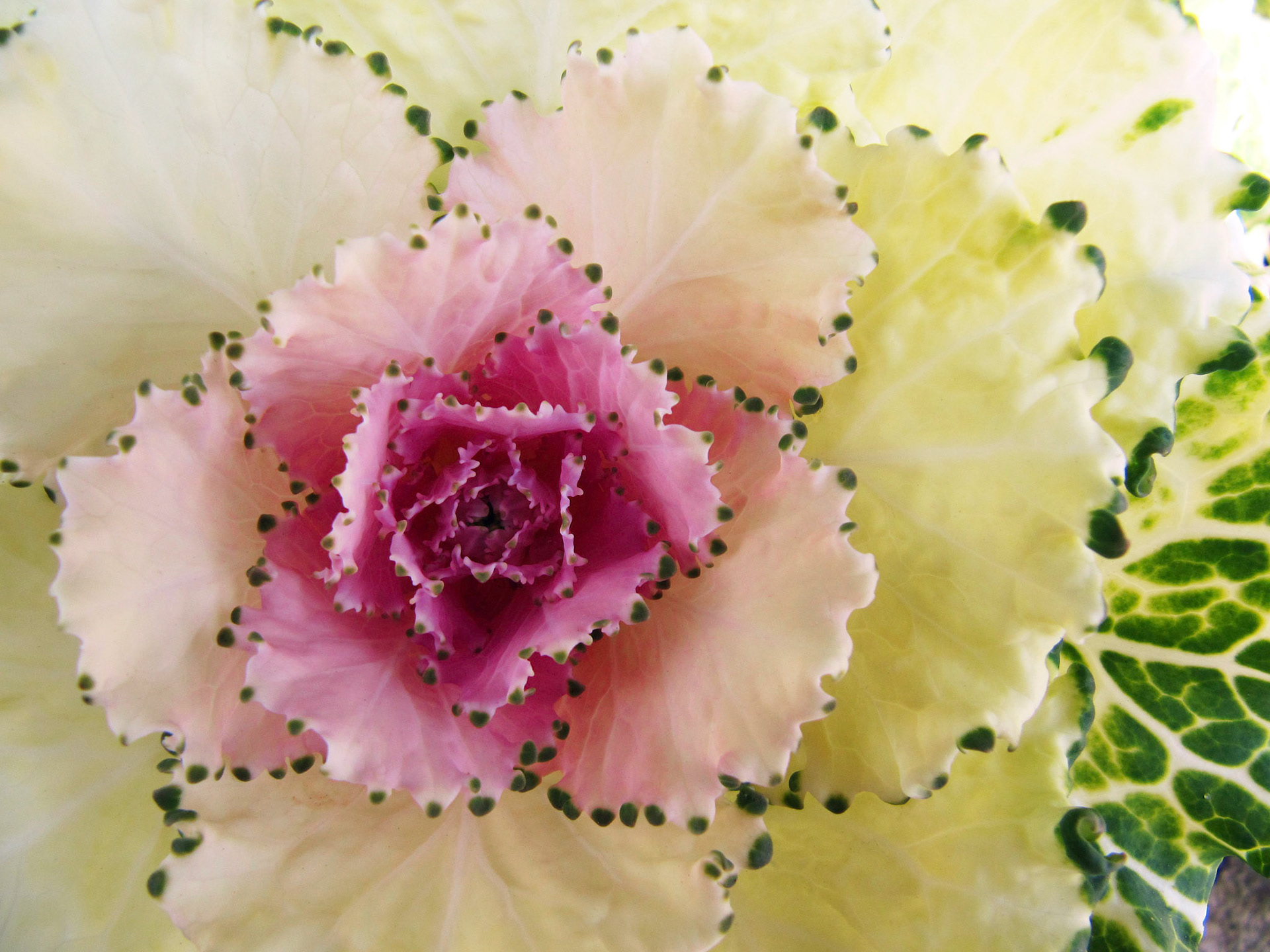 Closeup on some ornamental kale at the Dallas Arboretum in Dallas Texas.
