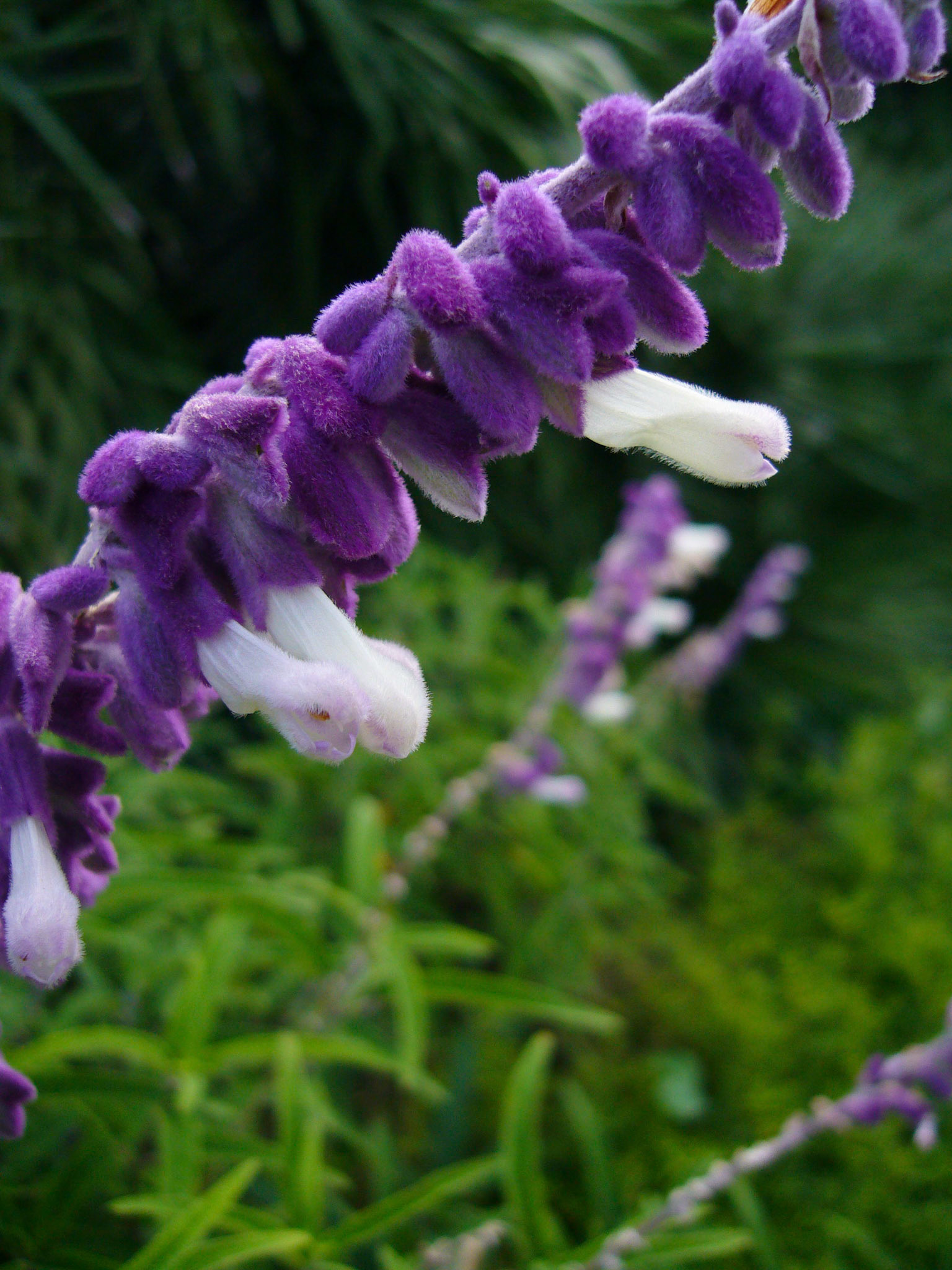 Mexican bush sage (Salvia leucantha) blooms at the San Antonio Botanical Garden in San Antonio Texas.