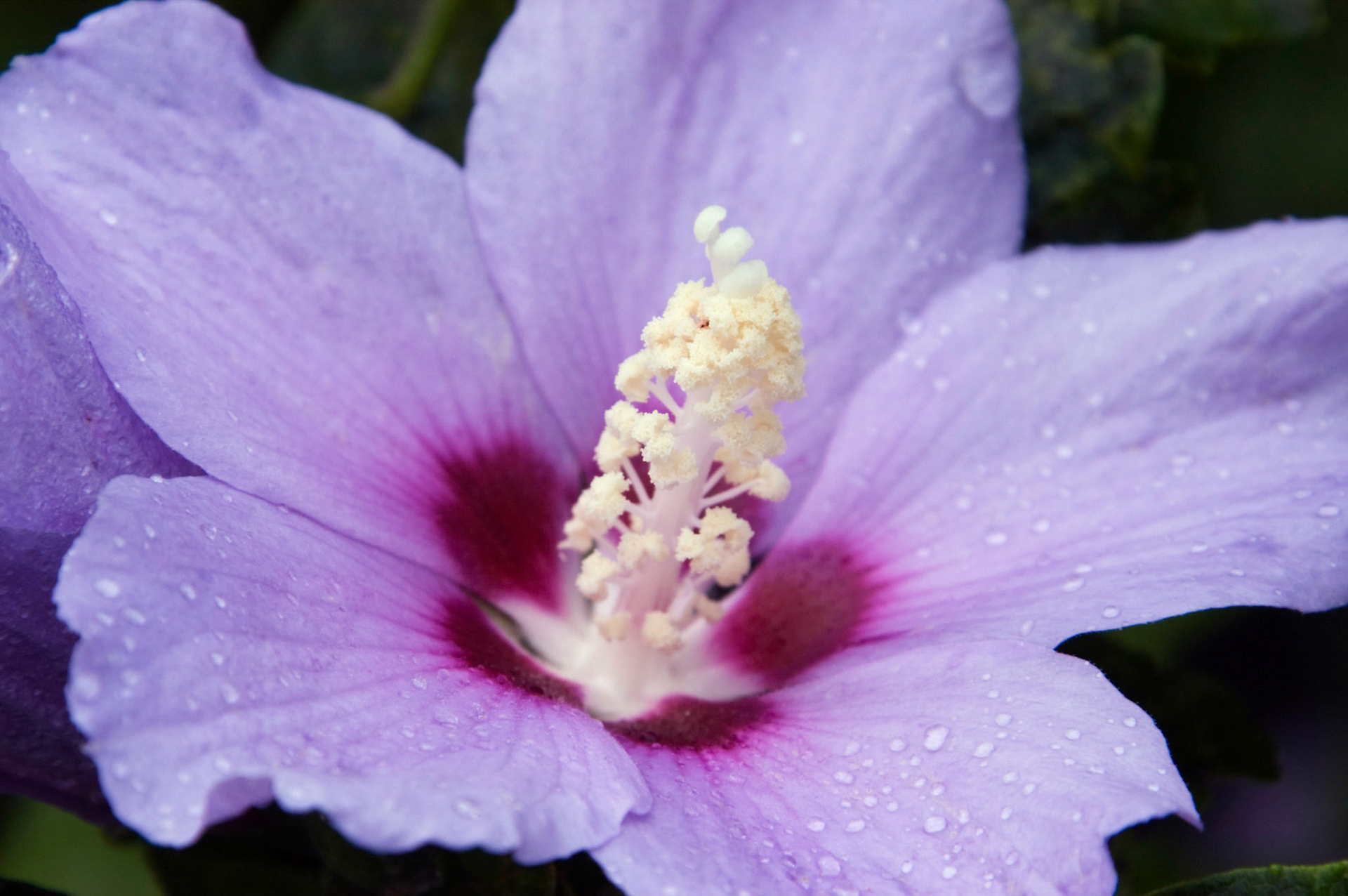 Blooming hibiscus plant (Hibiscus syriacus) at the San Antonio Botanical Garden in San Antonio Texas.