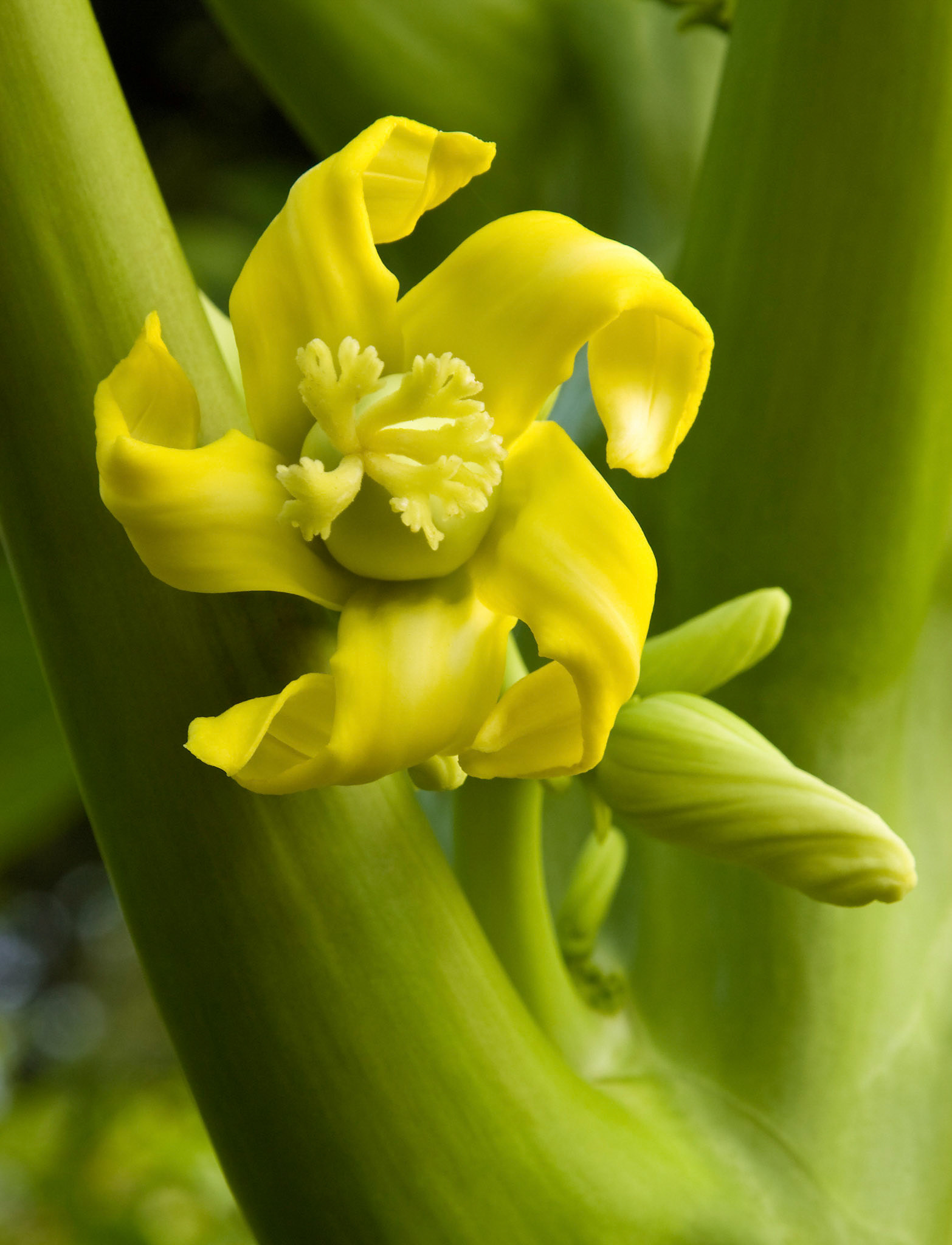 Papaya trees (Carica papaya) bloom at the San Antonio Botanical Garden in San Antonio Texas.