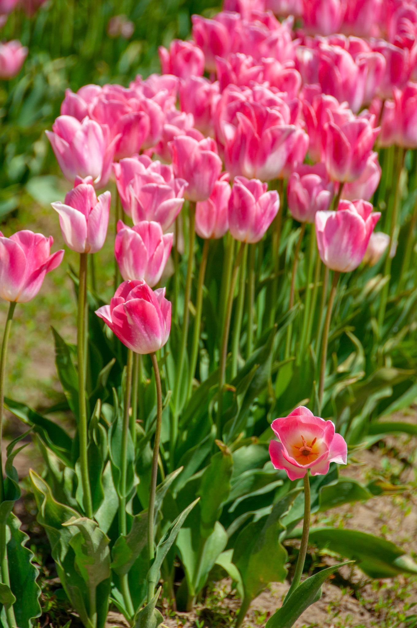 Pink tulips grow in a row on a farm near Mt. Veron Washington.