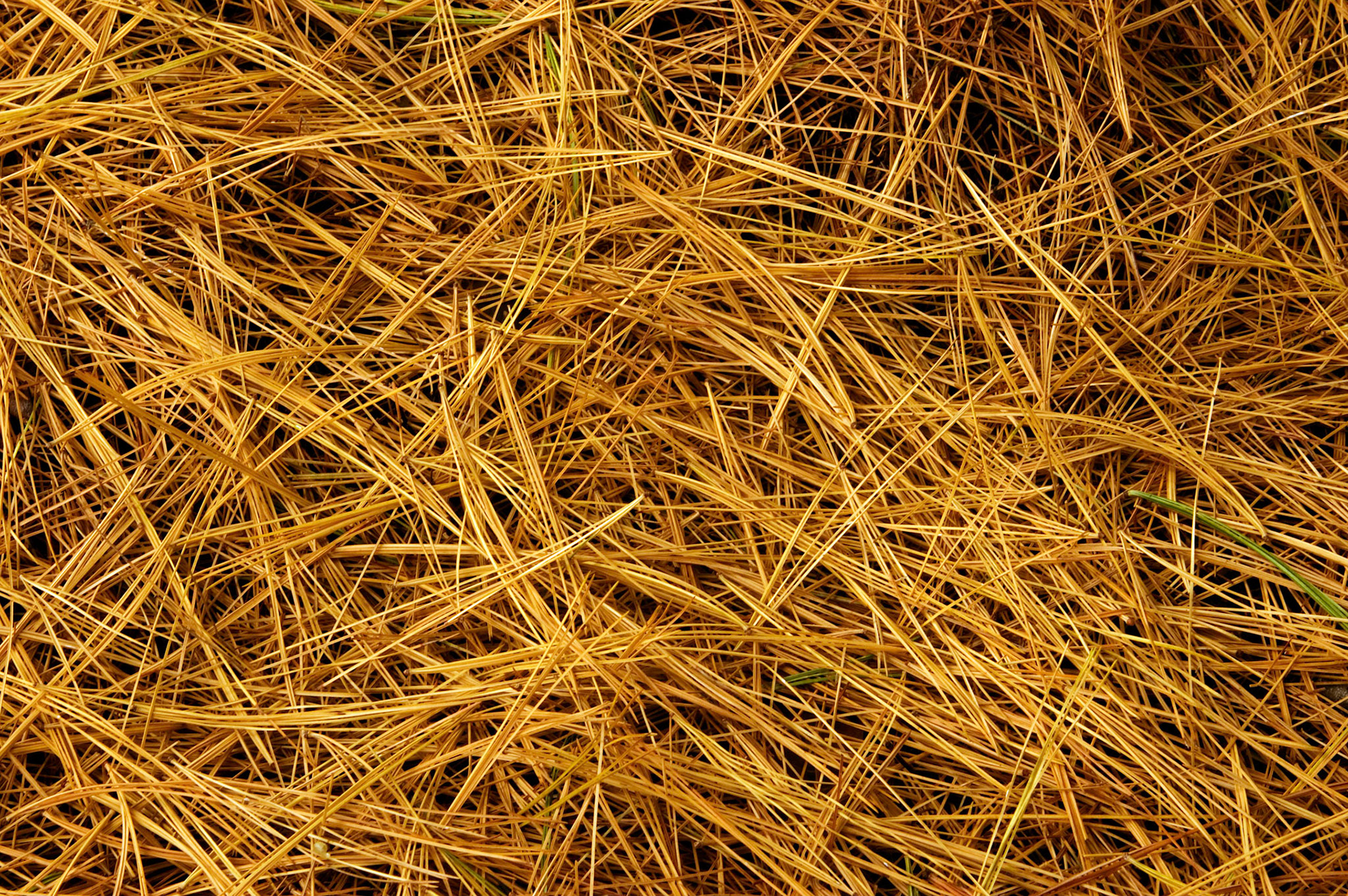 Pine needles at the base of an eastern white pine tree (Pinus strobus) in the Lyndon B. Johnson Memorial Grove in Arlington Virginia.