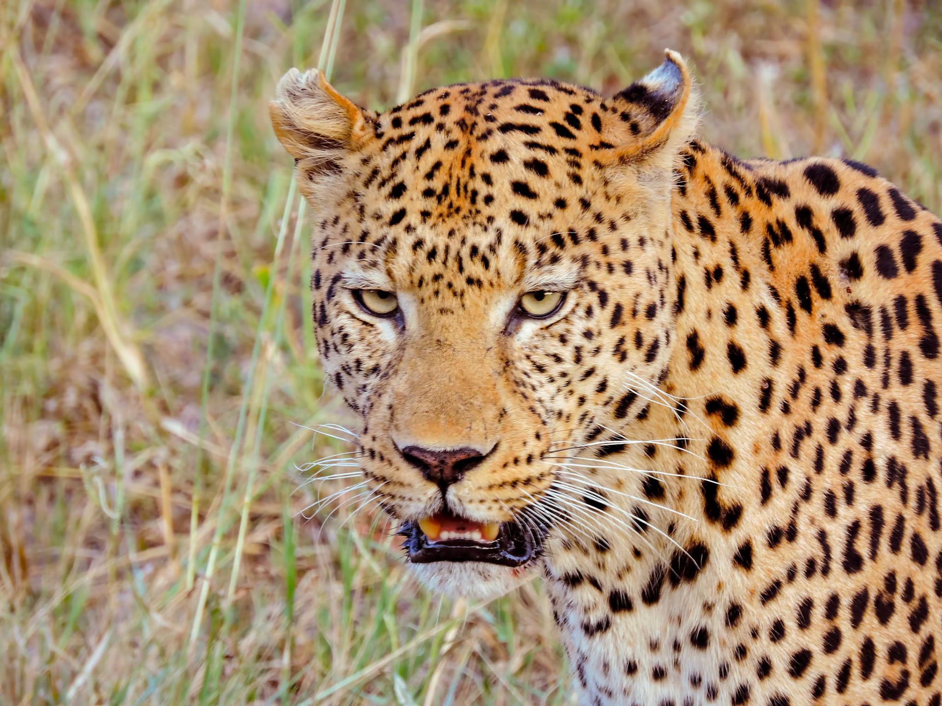 An African leopard (Panthera pardus pardus) stares down our jeep during a game drive at the Savuti Wilderness Safaris camp in Botswana, Africa.