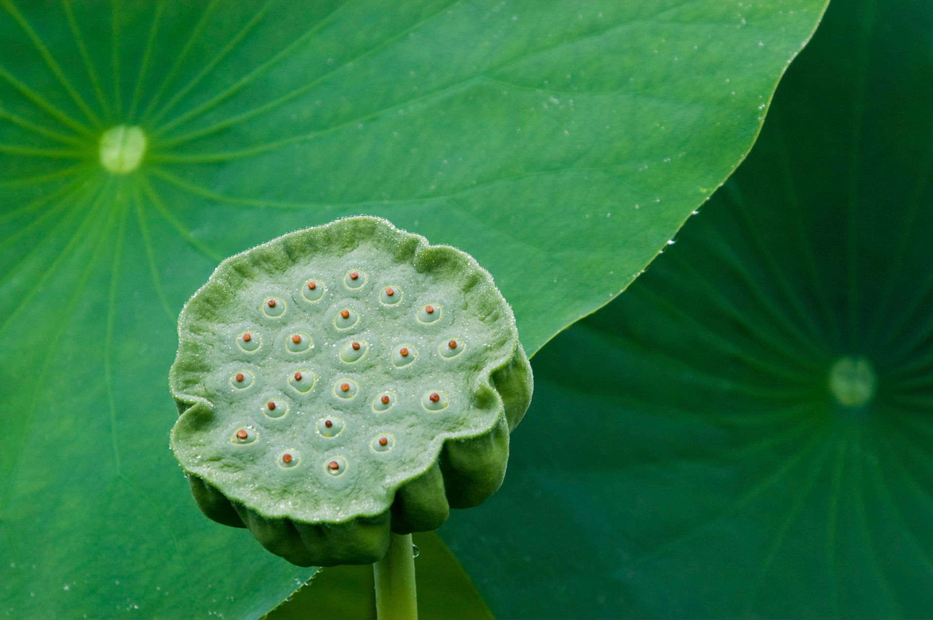 A sacred lotus (Nelumbo nucifera) seed pod (often called a "showerhead") catches dew at the Kenilworth Park and Aquatic Gardens in Washington DC.