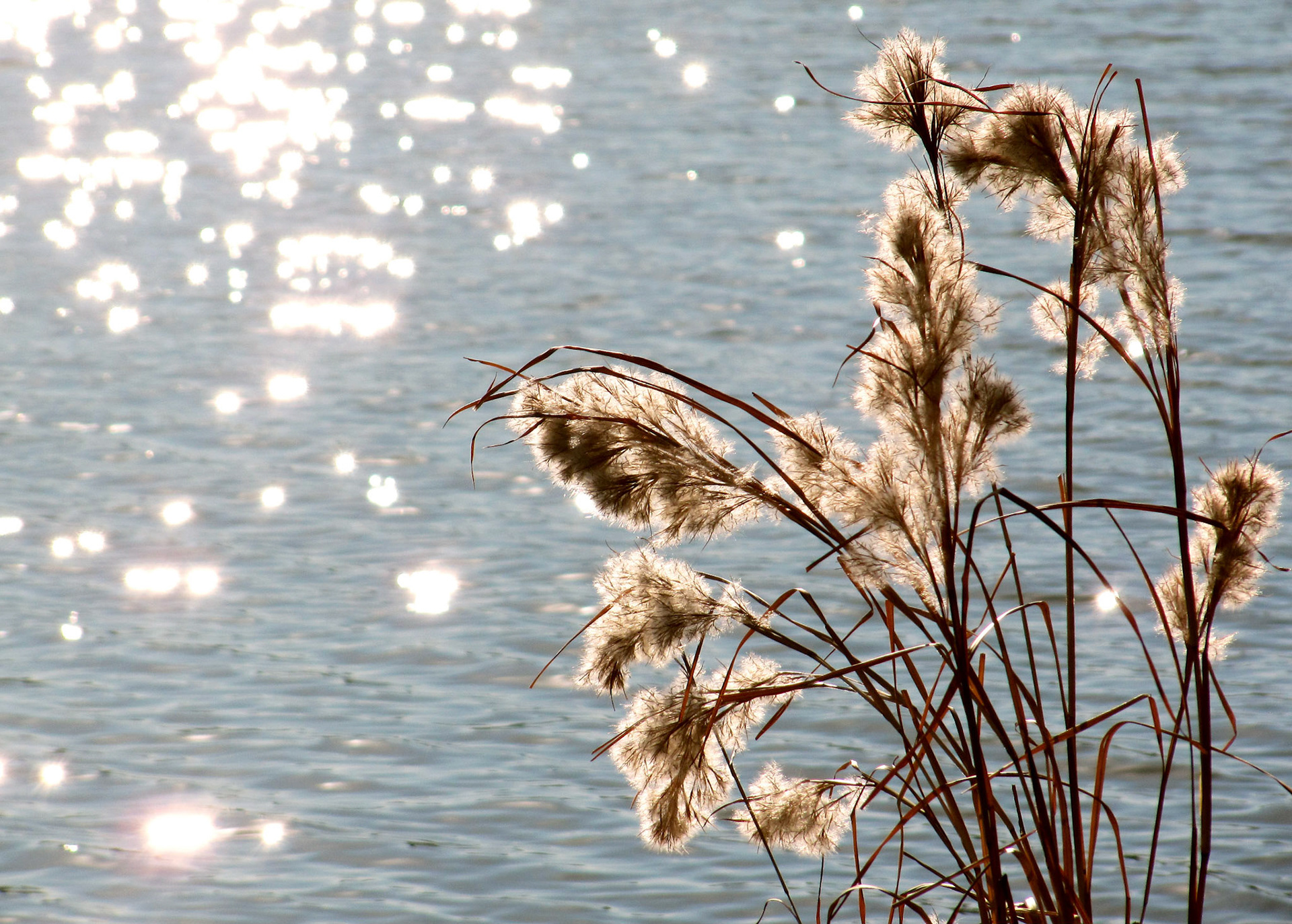White Rock Lake glistens in the sun behind a plant that has gone to seed in Dallas Texas.