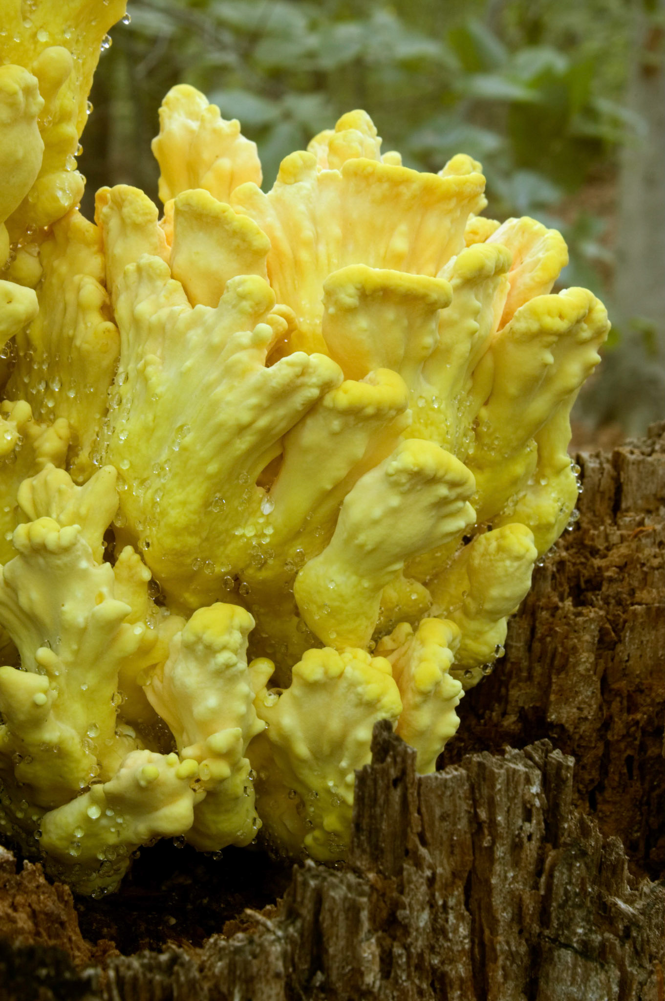 Sulphur Shelf or Chicken of the Woods fungus (Laetiporus sulphureus) growing on a stump at the Pickering Creek Audubon Nature Center near Easton MD.
