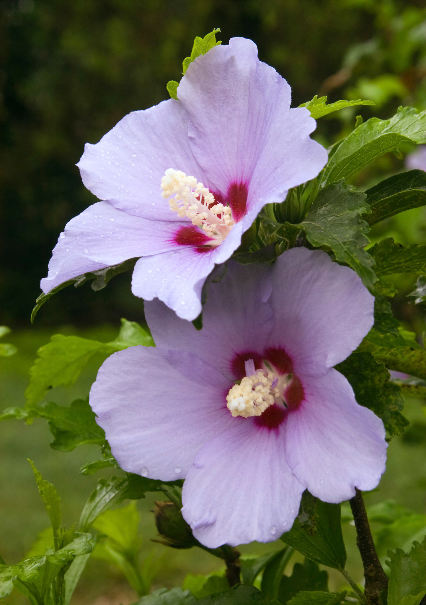 Blooming hibiscus plant (Hibiscus syriacus) at the San Antonio Botanical Garden in San Antonio Texas.
