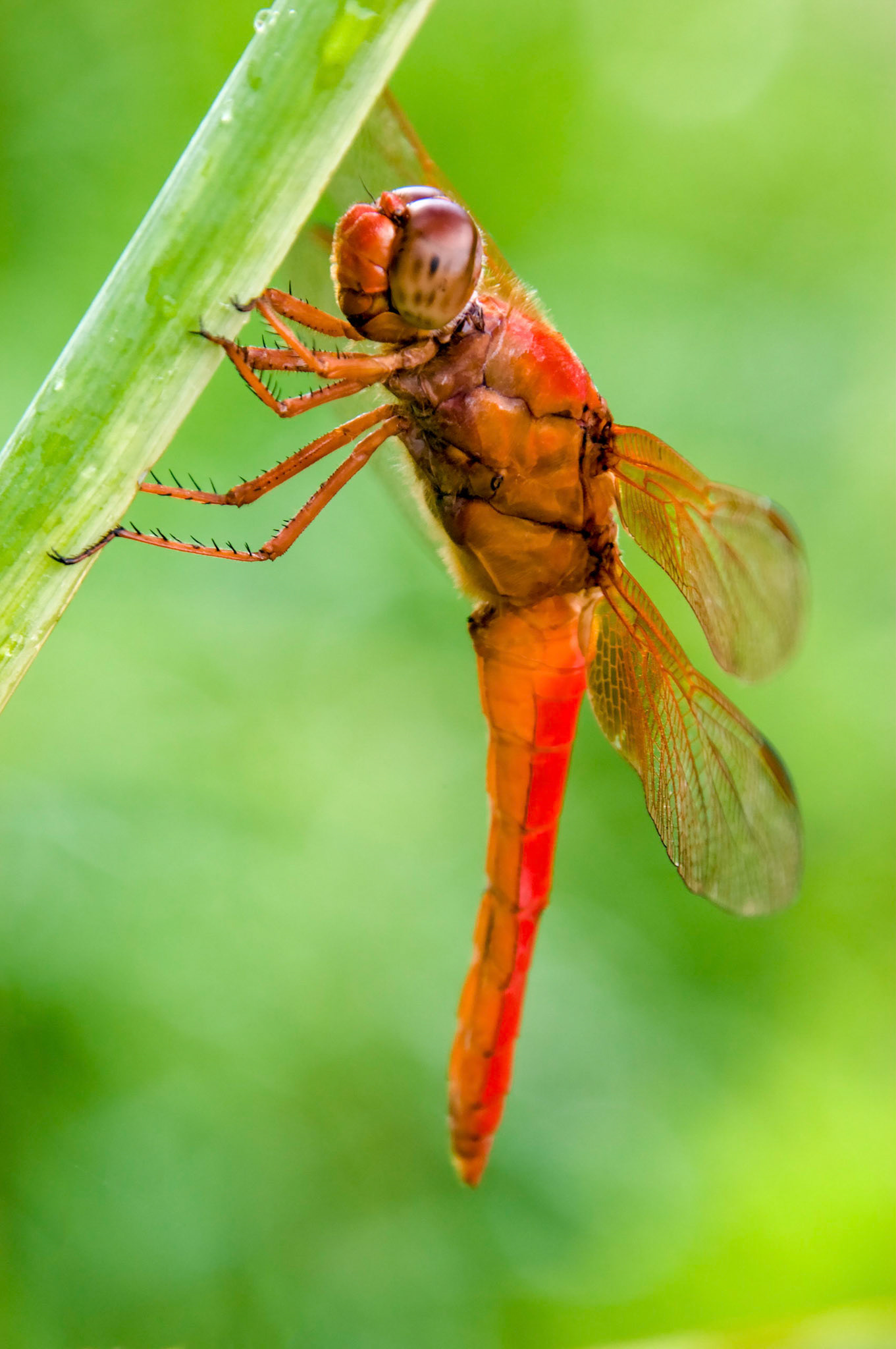 A neon skimmer (Libellula croceipennis) rests at the San Antonio Botanical Garden in San Antonio Texas.