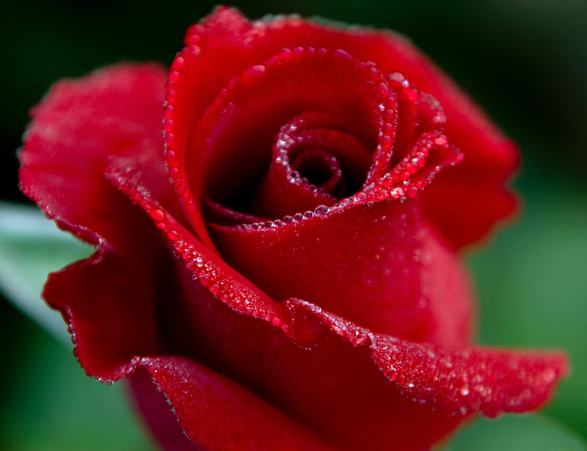 The dewey rose blossom at the Bon Air Park and Memorial Rose Gardens in Arlington VA.