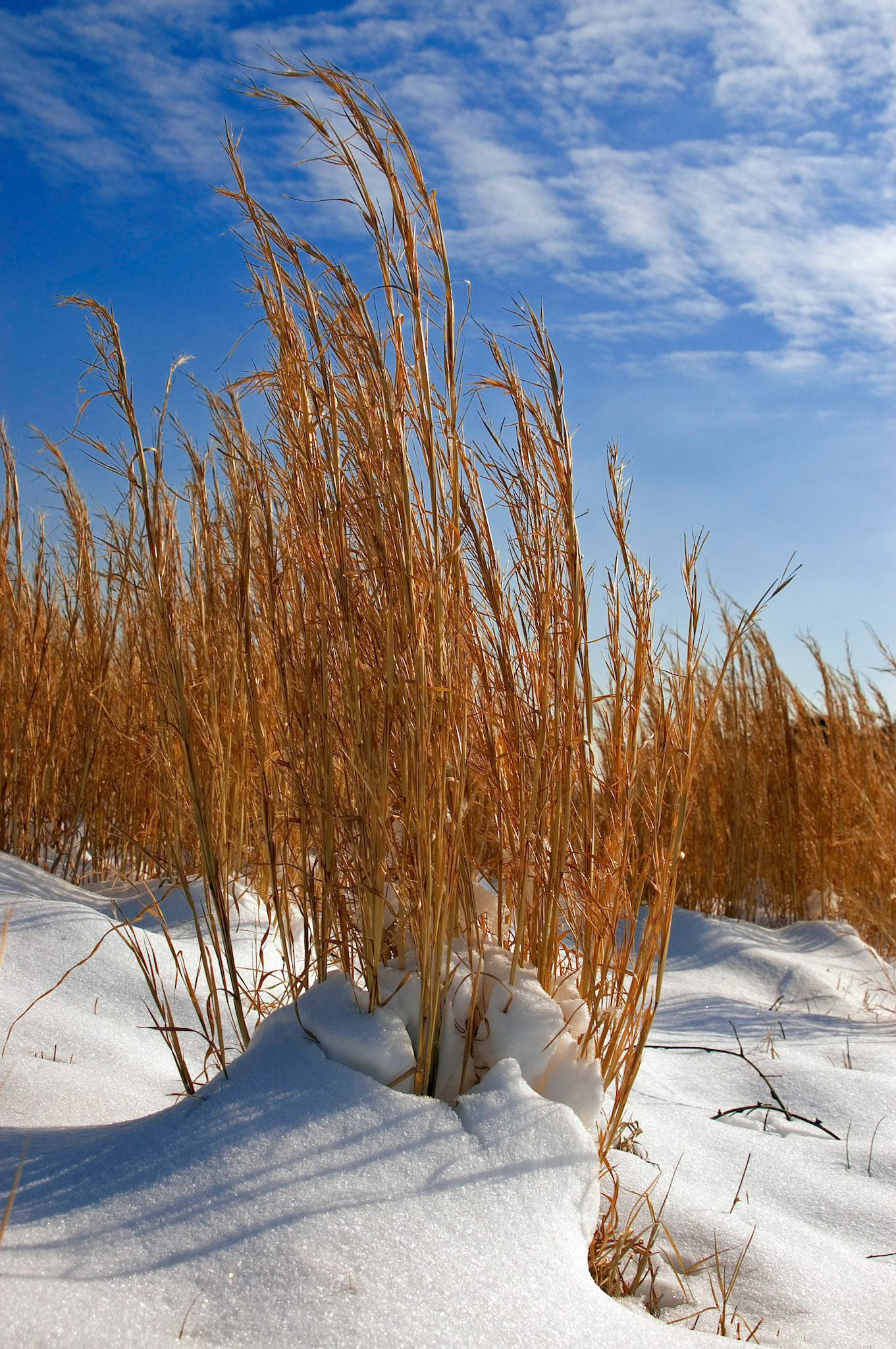 Dead grasses in a snow-covered field at the United States National Arboretum in Washington D.C.
