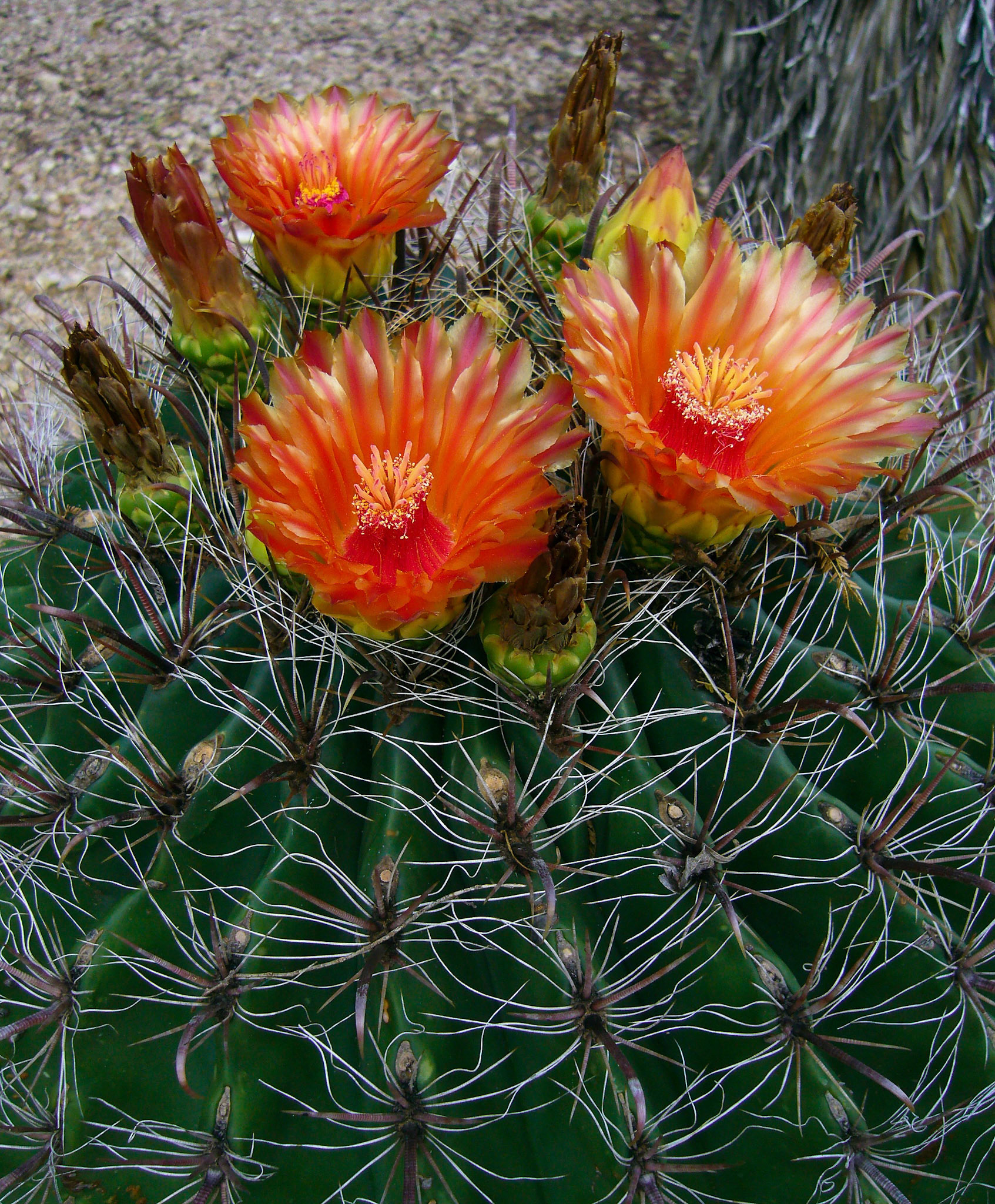 An Emory's barrel cactus (Ferocactus rectispinus) blooms at the San Antonio Botanical Garden in San Antonio Texas.