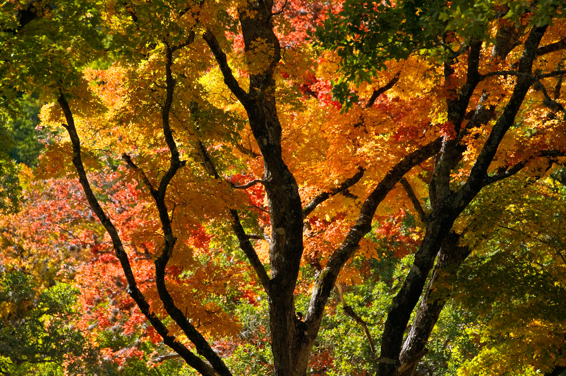 The trees along the East Trail at Lost Maples State Natural Area near Vanderpool Texas turn color in autumn.