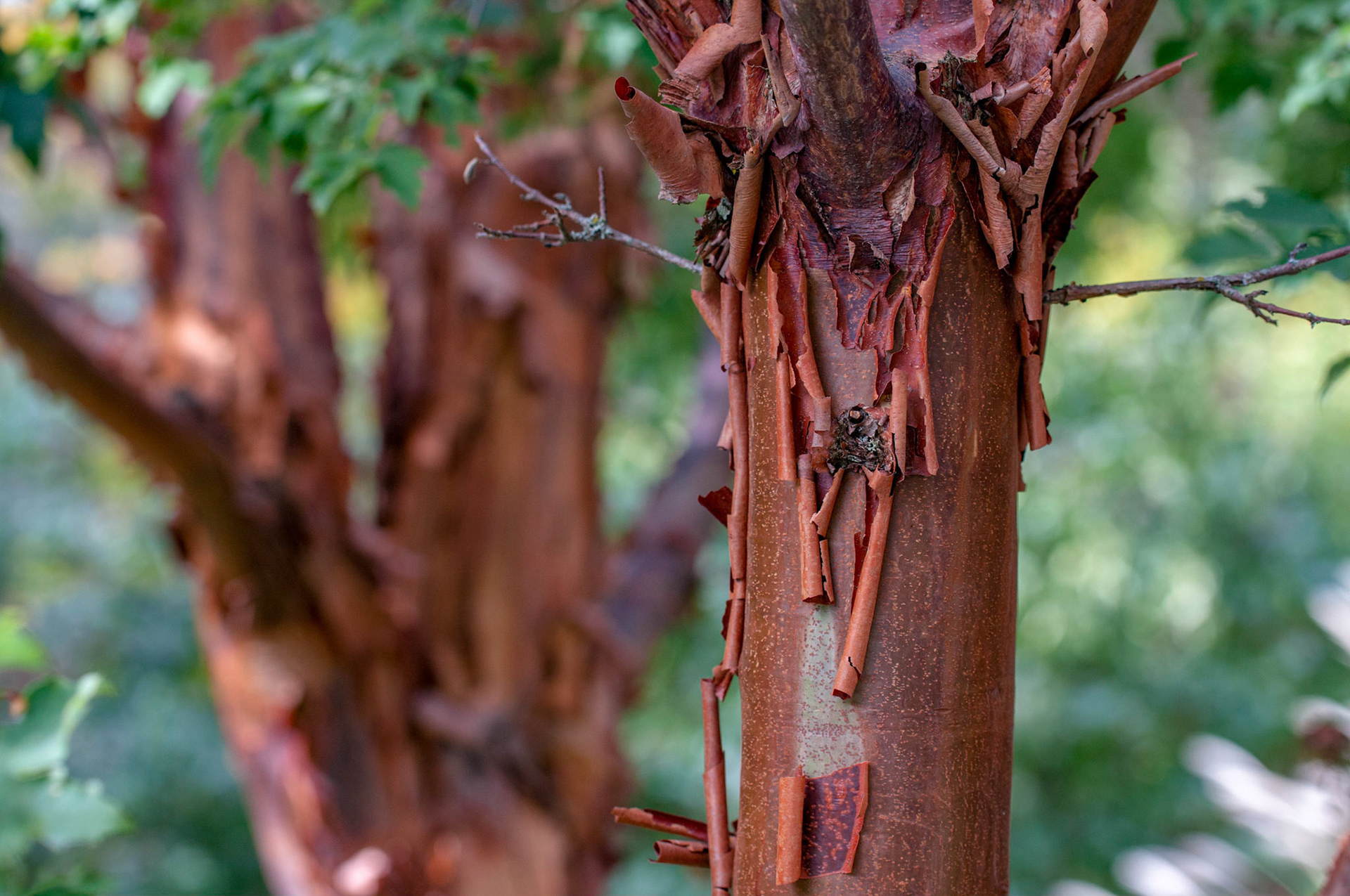 The trunk of a paperbark maple (Acer griseum) at the Bellevue Botanical Garden in Bellevue Washington.