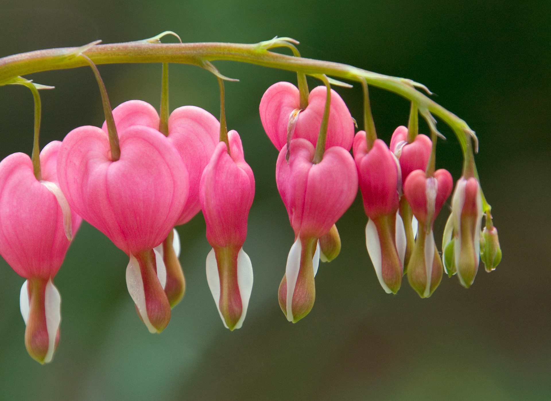 Close-up of a bleeding heart blossoms (Lamprocapnos spectabilis) taken at the Franciscan Monastery gardens in Washington, D.C.