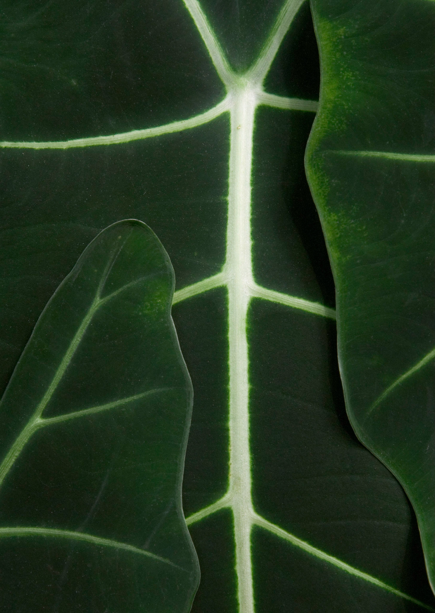 A Green Velvet elephant ear plant (Alocasia watsoniana 'Green Velvet') grows at the U.S. Botanical Garden Conservatory in Washington D.C.