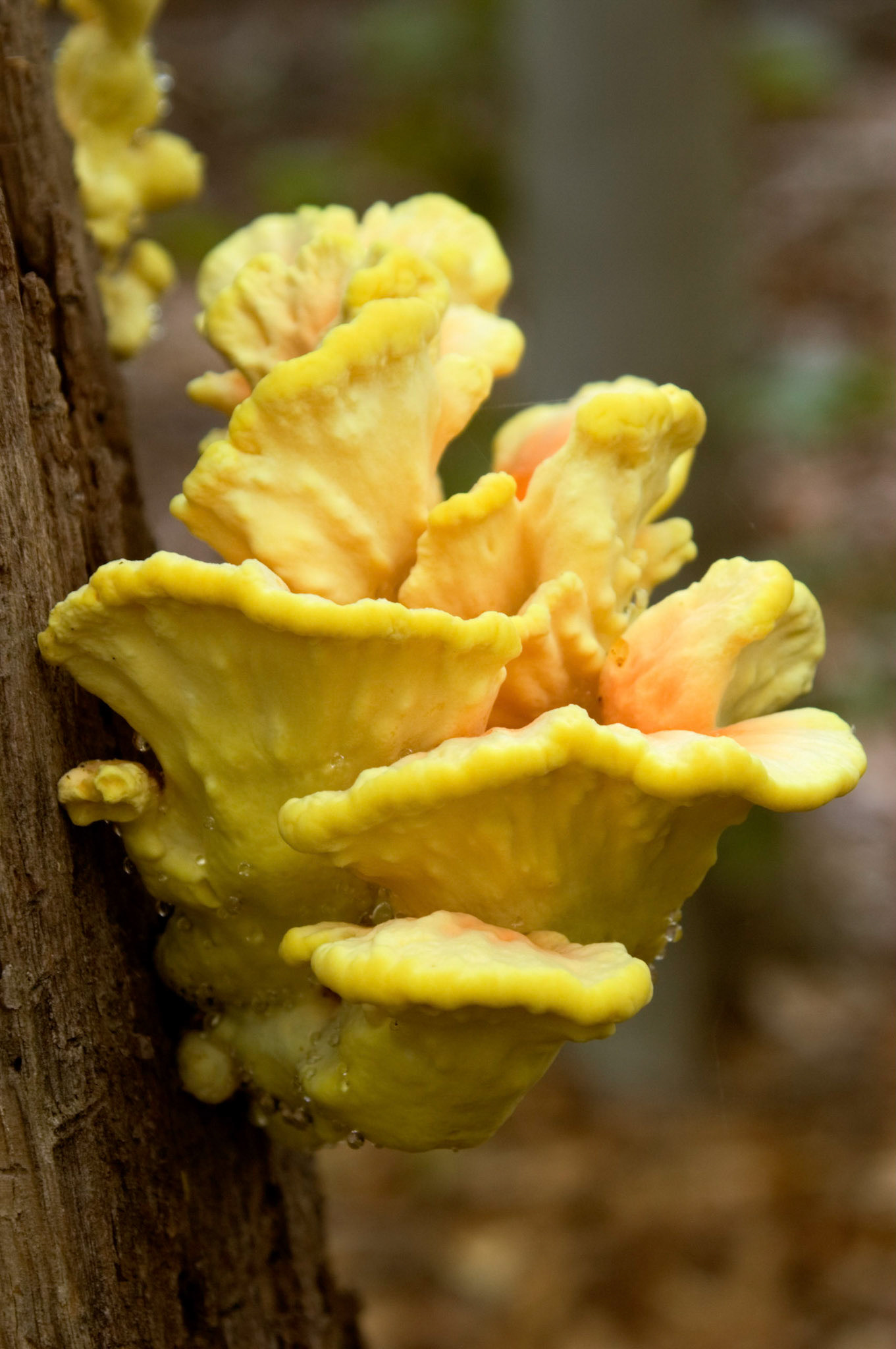 Sulphur Shelf or Chicken of the Woods fungus (Laetiporus sulphureus) growing on a stump at the Pickering Creek Audubon Nature Center near Easton MD.