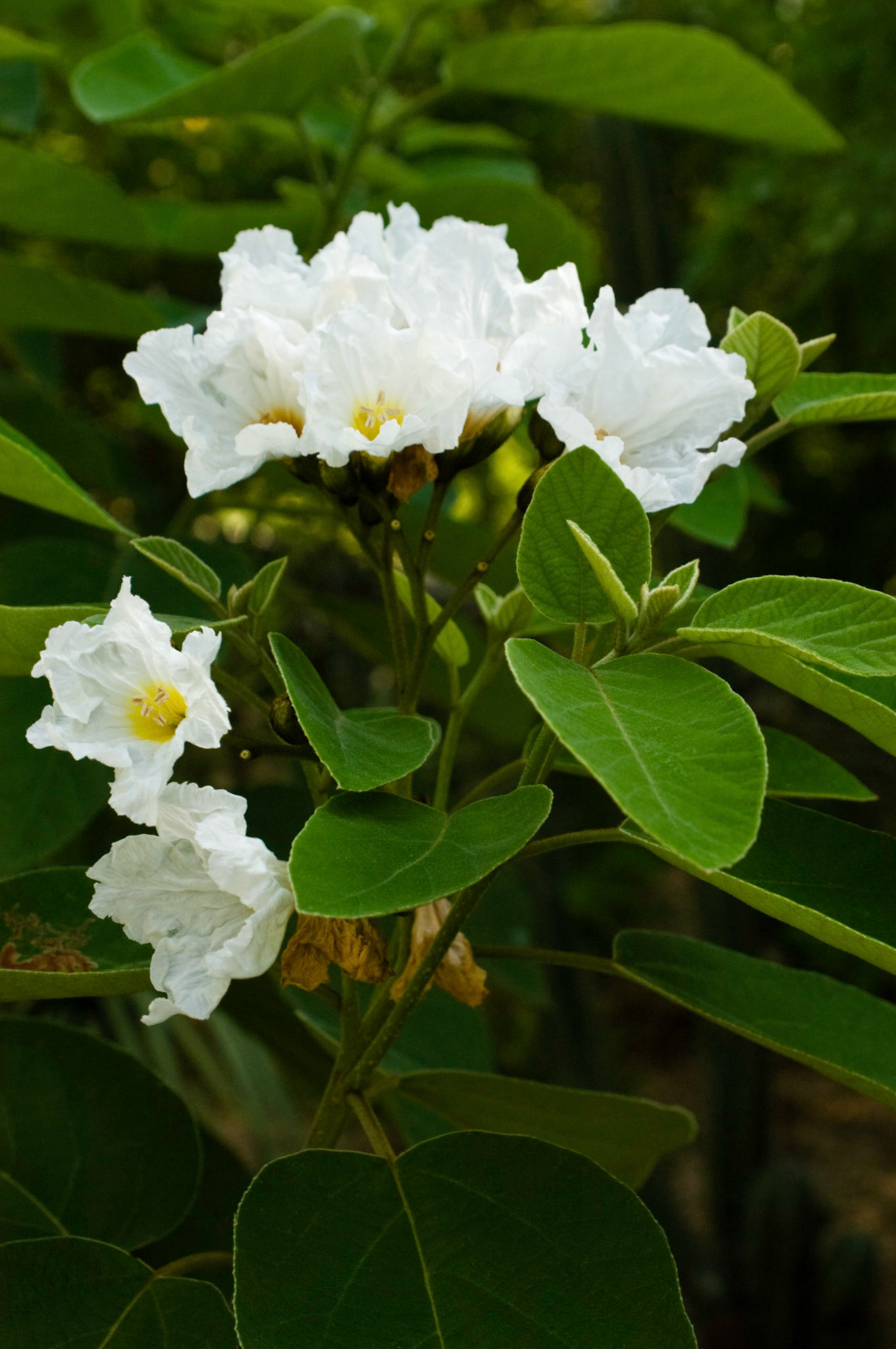 A Texas olive tree (Cordia boissieri) blooms at the San Antonio Botanical Garden in San Antonio Texas.