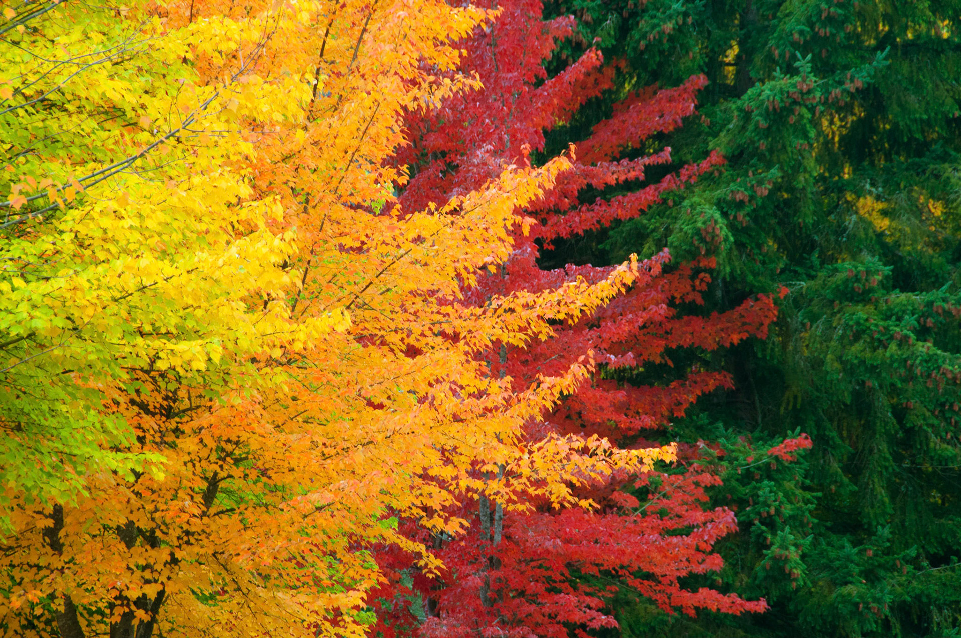 Different trees turn different colors in autumn in Kirkland Washington.