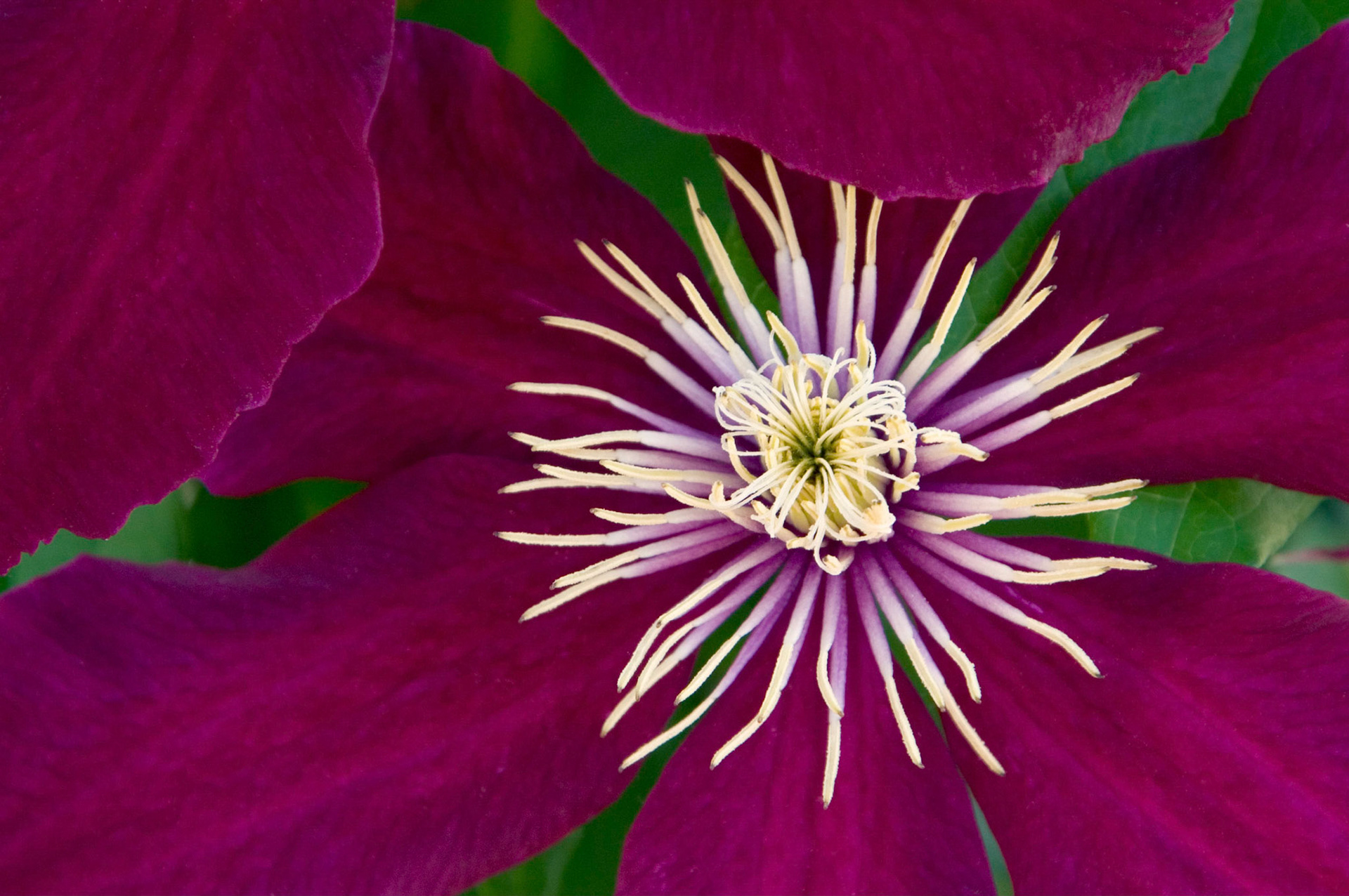 This maroon clematis (clematis x niobe) grows at Brookside Gardens in Wheaton, Maryland.