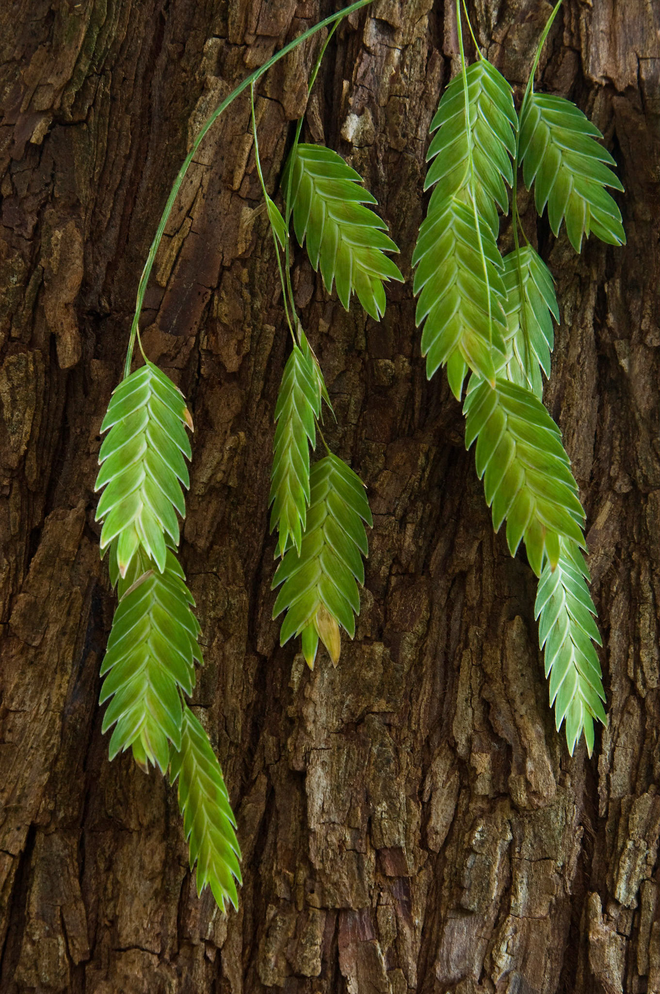 River oats (Chasmanthium latifolium) grows by a tree at the San Antonio Botanical Garden in San Antonio Texas.