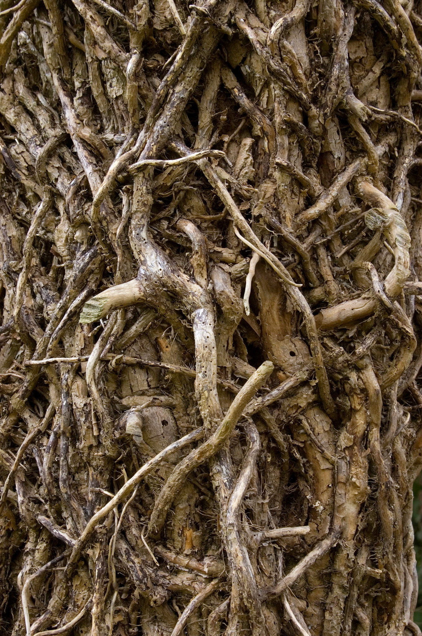 Tangles of a dead vine cover the trunk of a tree along Unionville Road near Easton Maryland.