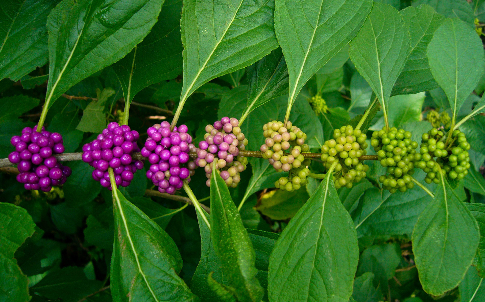 American beautyberry (Callicarpa americana) berries ripen at the San Antonio Botanical Garden in San Antonio Texas.